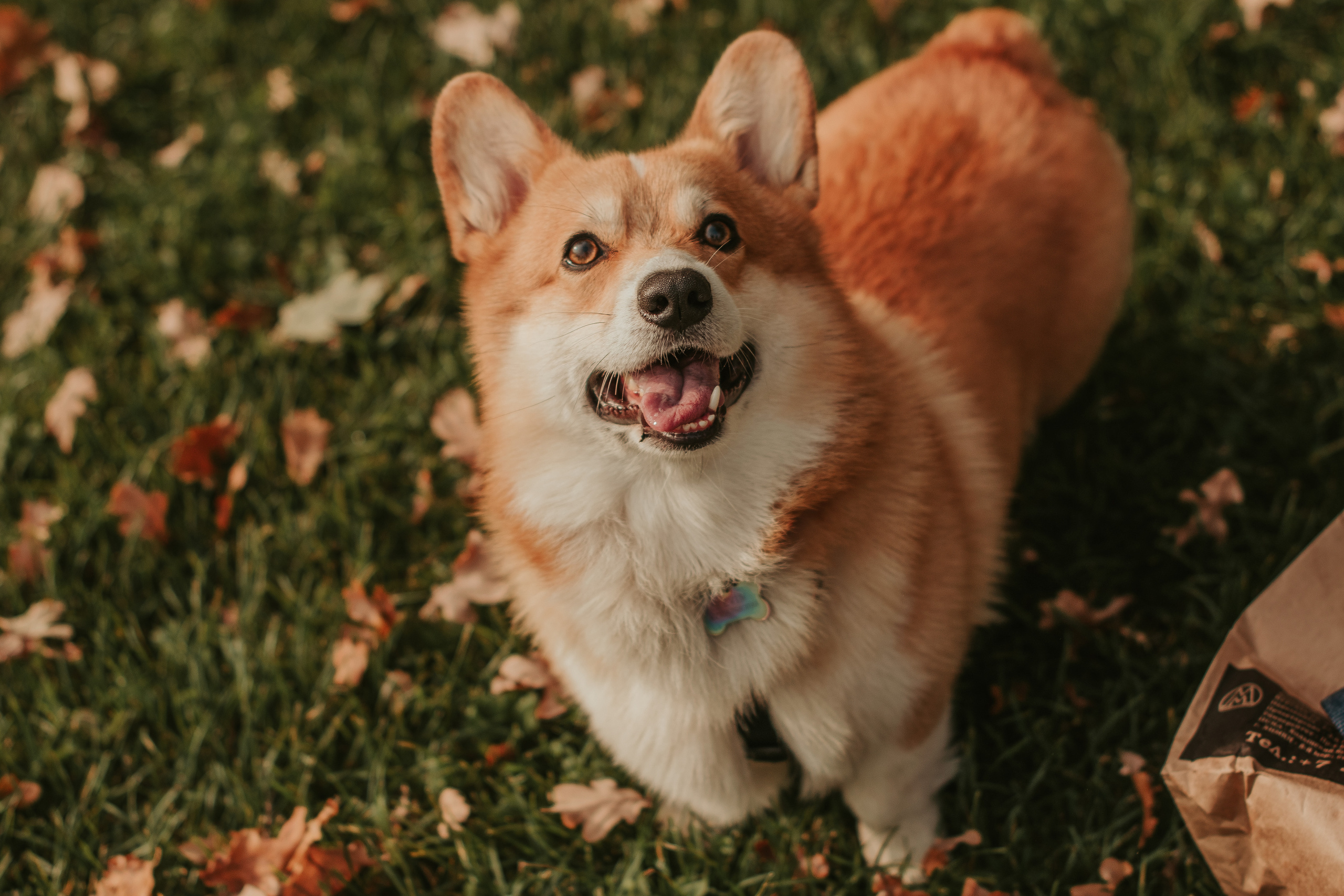 Наташа, Даша и Кевин. Свадебный фотограф в Москве Анна Полушина