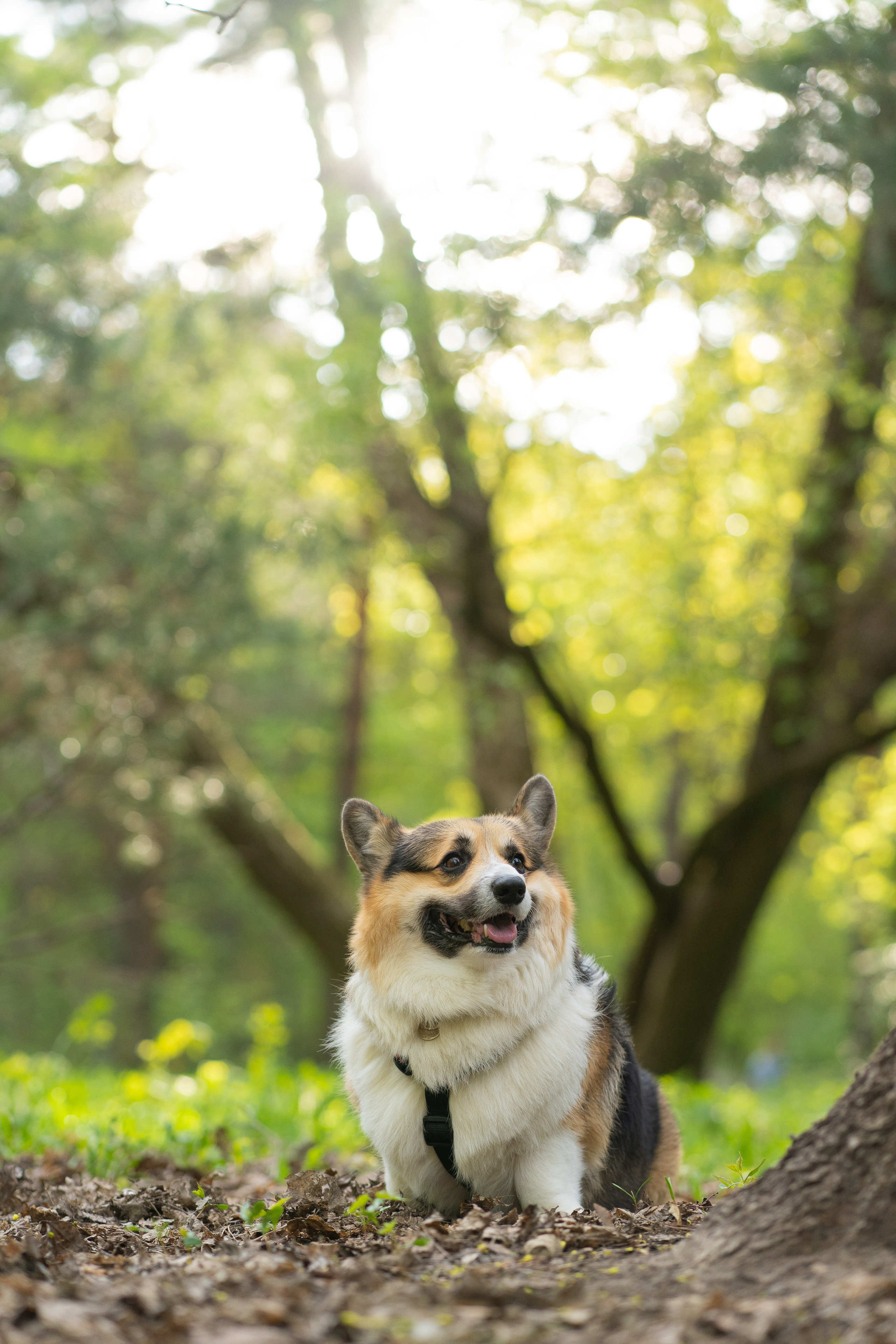 Катя и Честер, Серебряный бор. Свадебный фотограф в Москве Анна Полушина