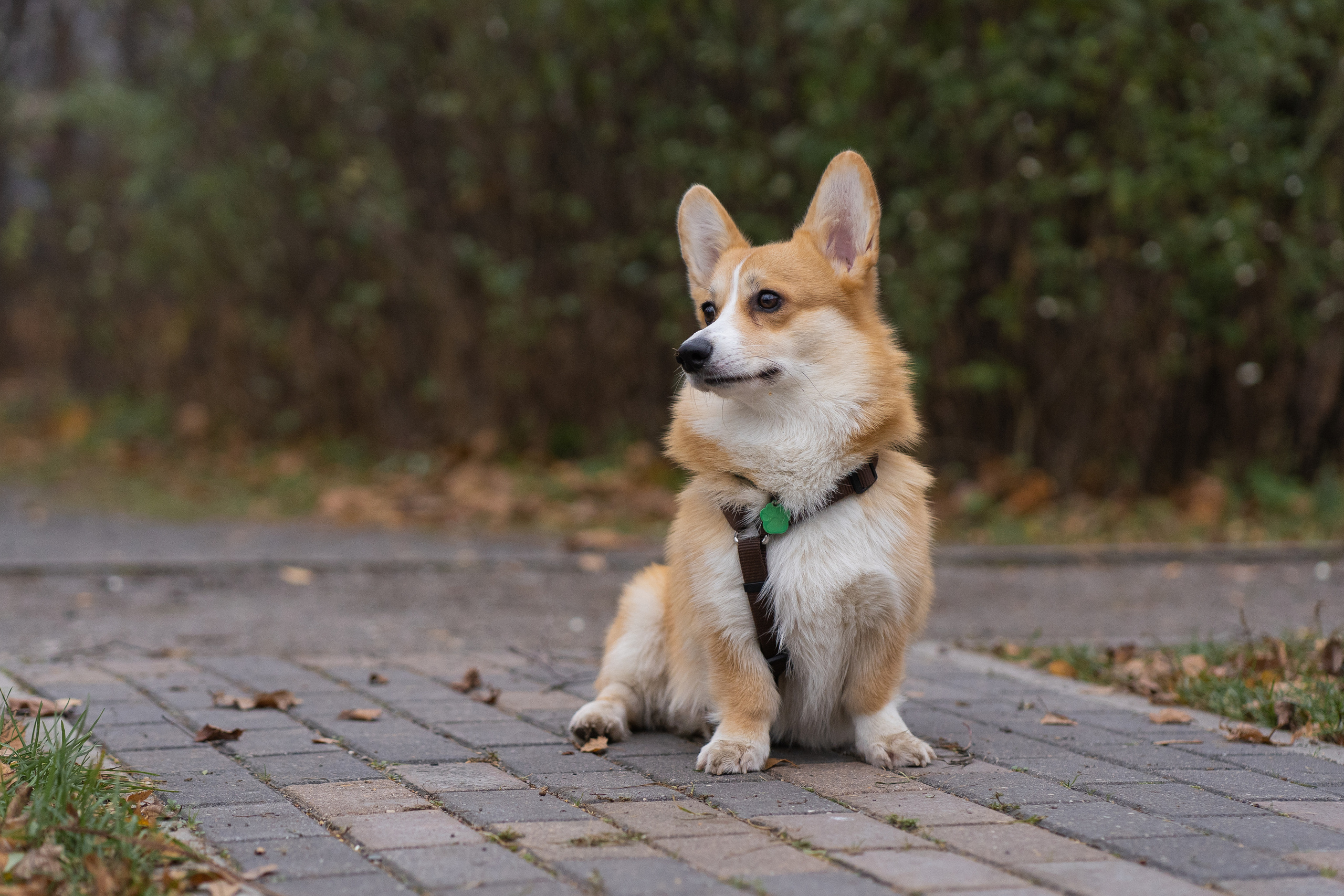 Ульяна, Рома, корги Эйс. Свадебный фотограф в Москве Анна Полушина
