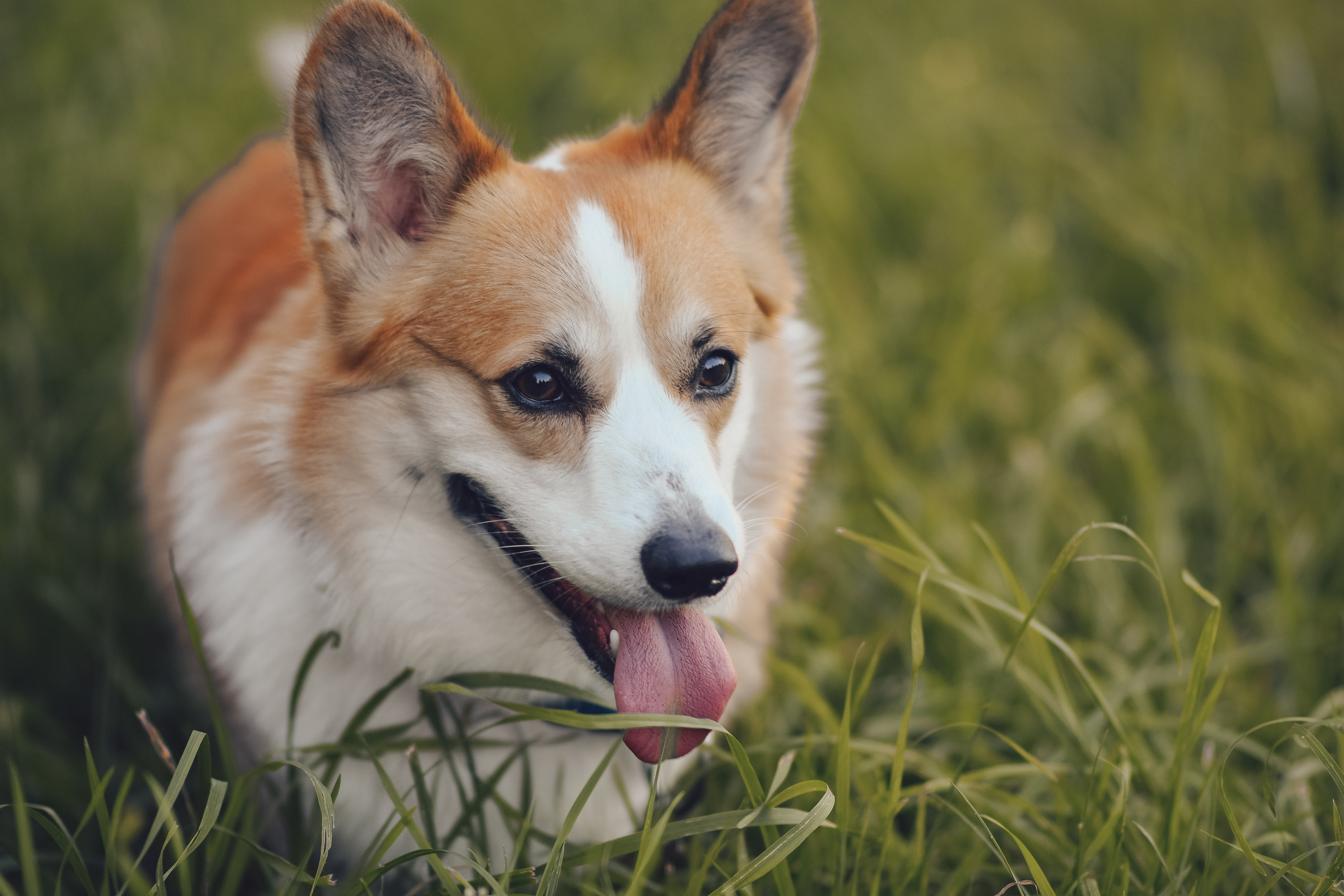 Алина и Ройс, парк на Яузе. Свадебный фотограф в Москве Анна Полушина