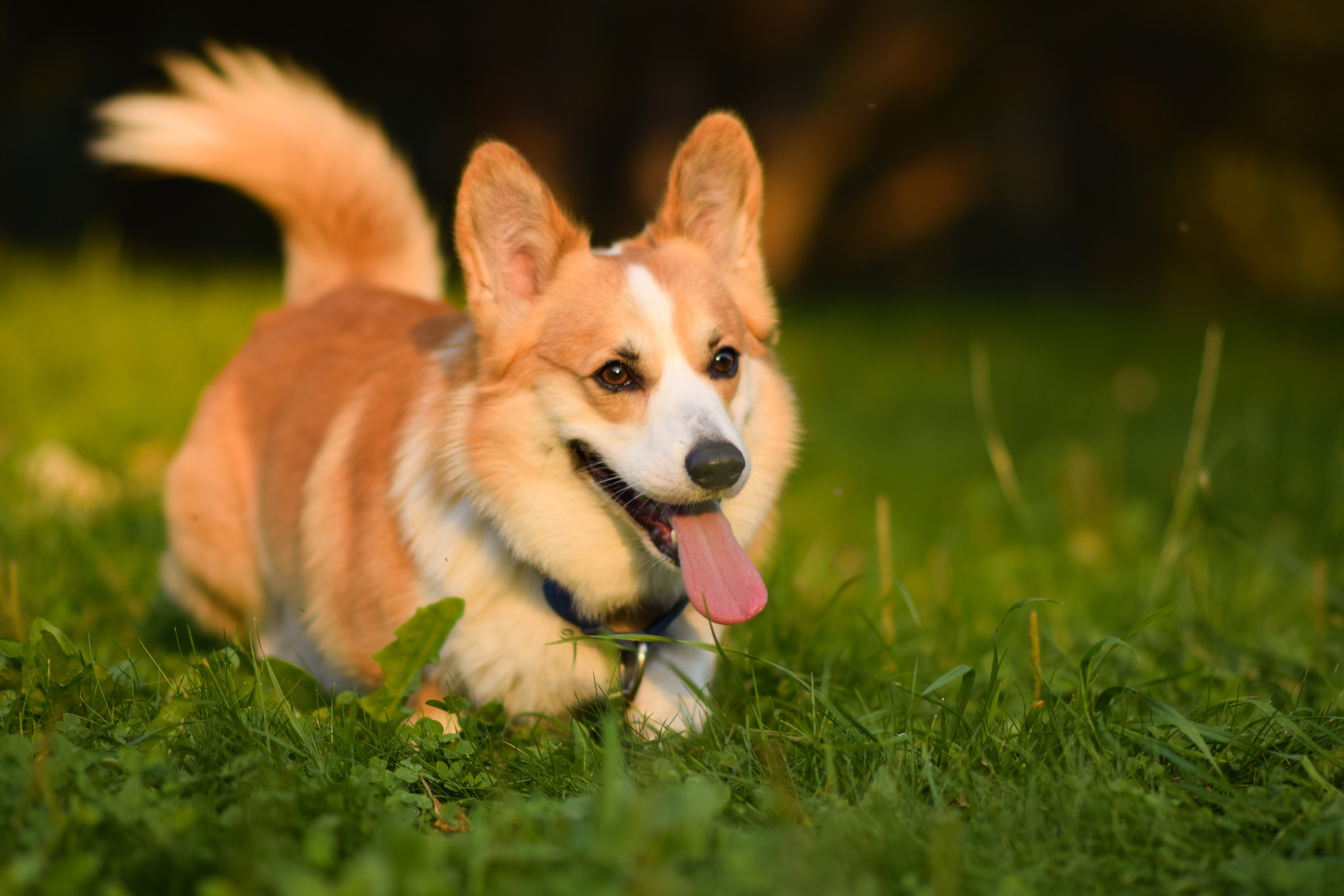 Алина и Ройс, парк на Яузе. Свадебный фотограф в Москве Анна Полушина