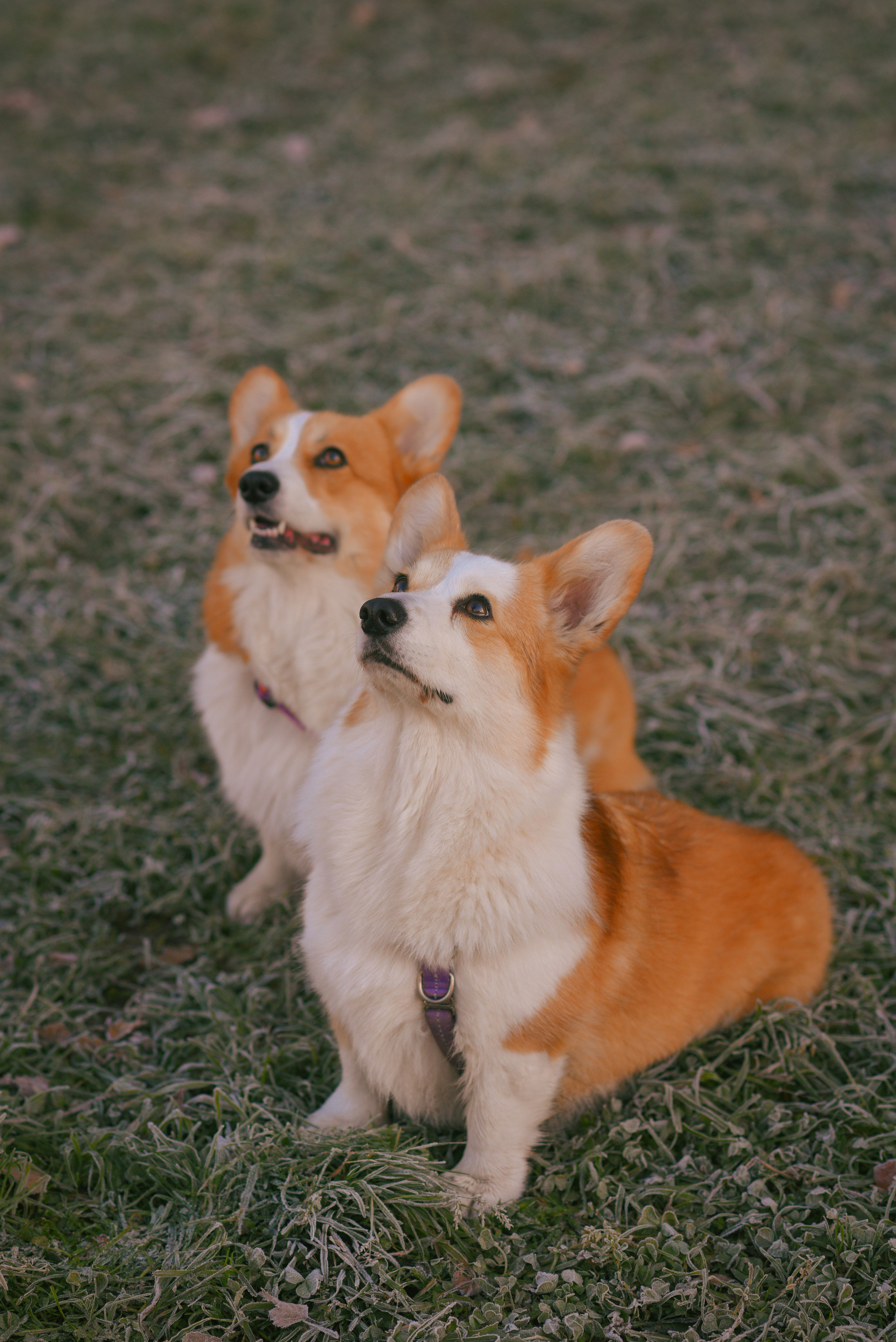 Фотосессия с питомцем в Москве. Свадебный фотограф в Москве Анна Полушина