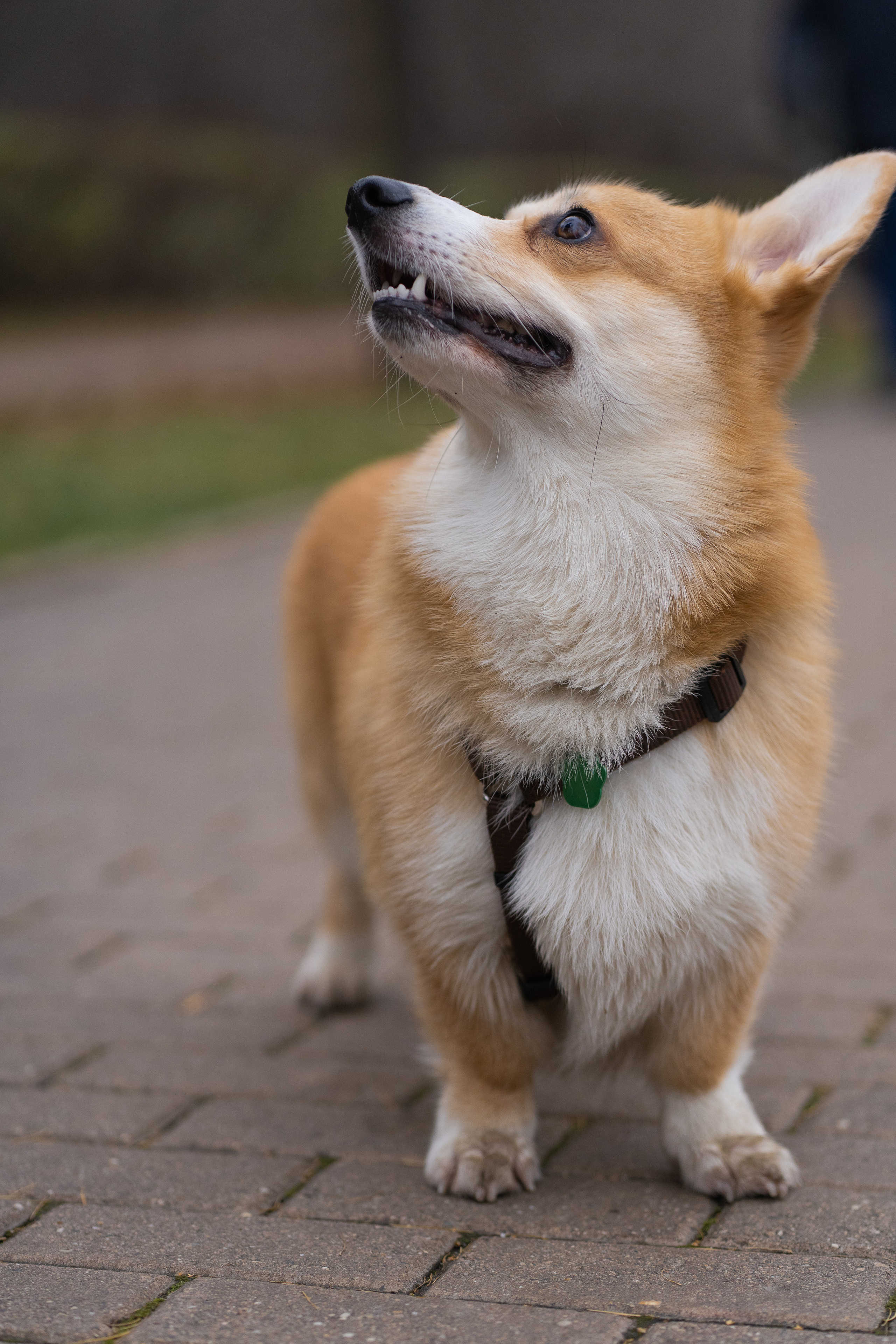 Ульяна, Рома, корги Эйс. Свадебный фотограф в Москве Анна Полушина