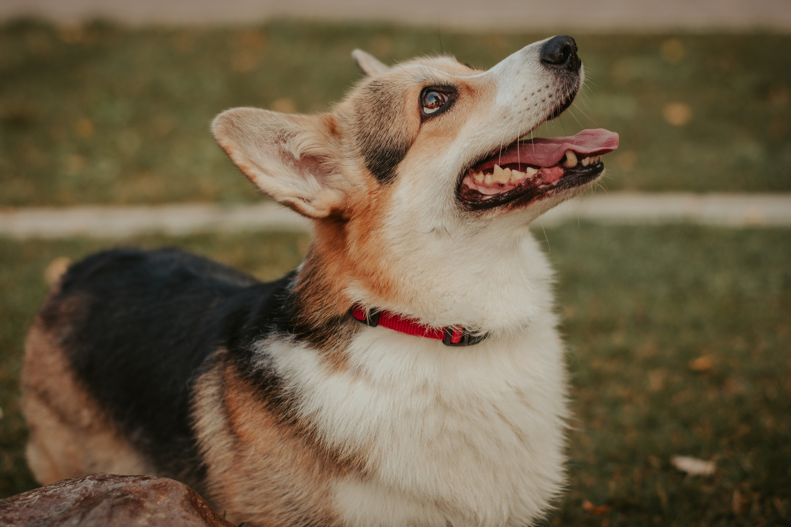 Аня и Булочка, Сокольники. Свадебный фотограф в Москве Анна Полушина