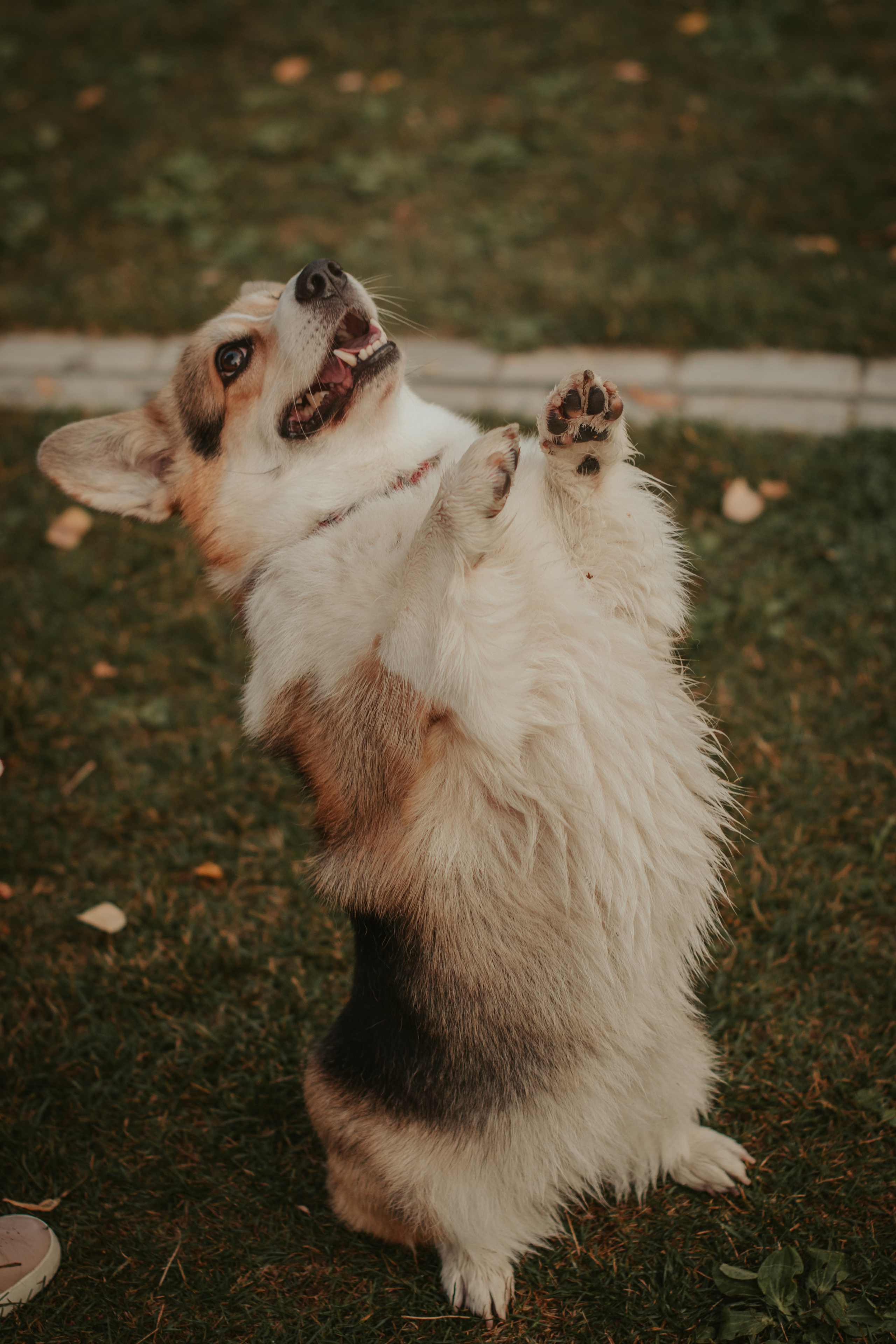 Аня и Булочка, Сокольники. Свадебный фотограф в Москве Анна Полушина