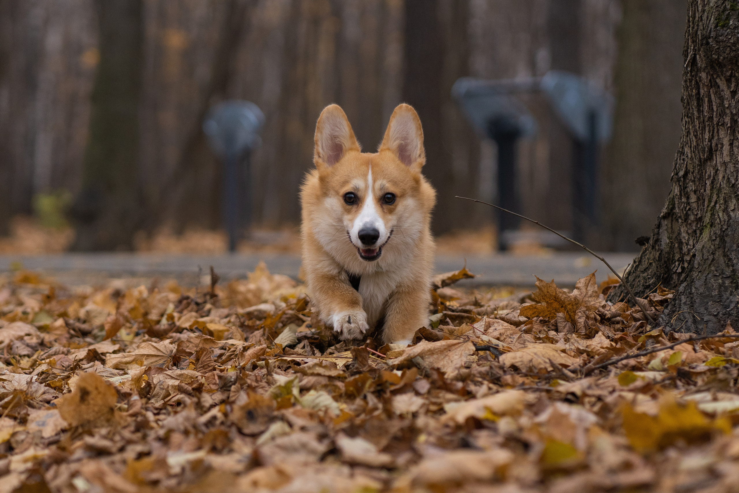 Ульяна, Рома, корги Эйс. Свадебный фотограф в Москве Анна Полушина