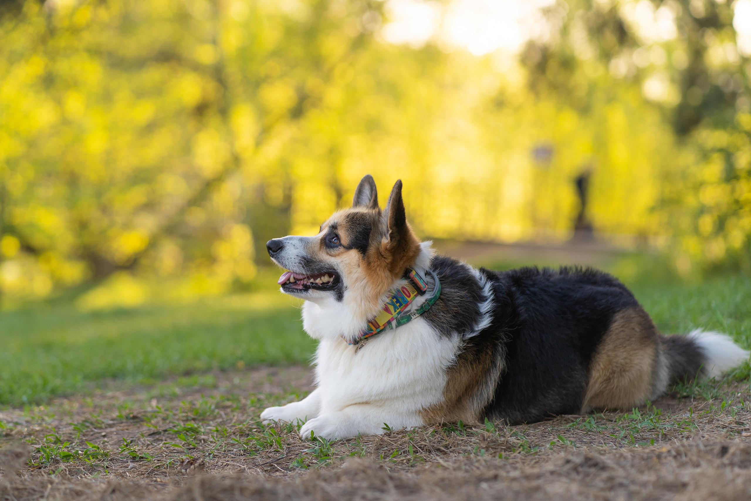 Катя и Честер, Серебряный бор. Свадебный фотограф в Москве Анна Полушина