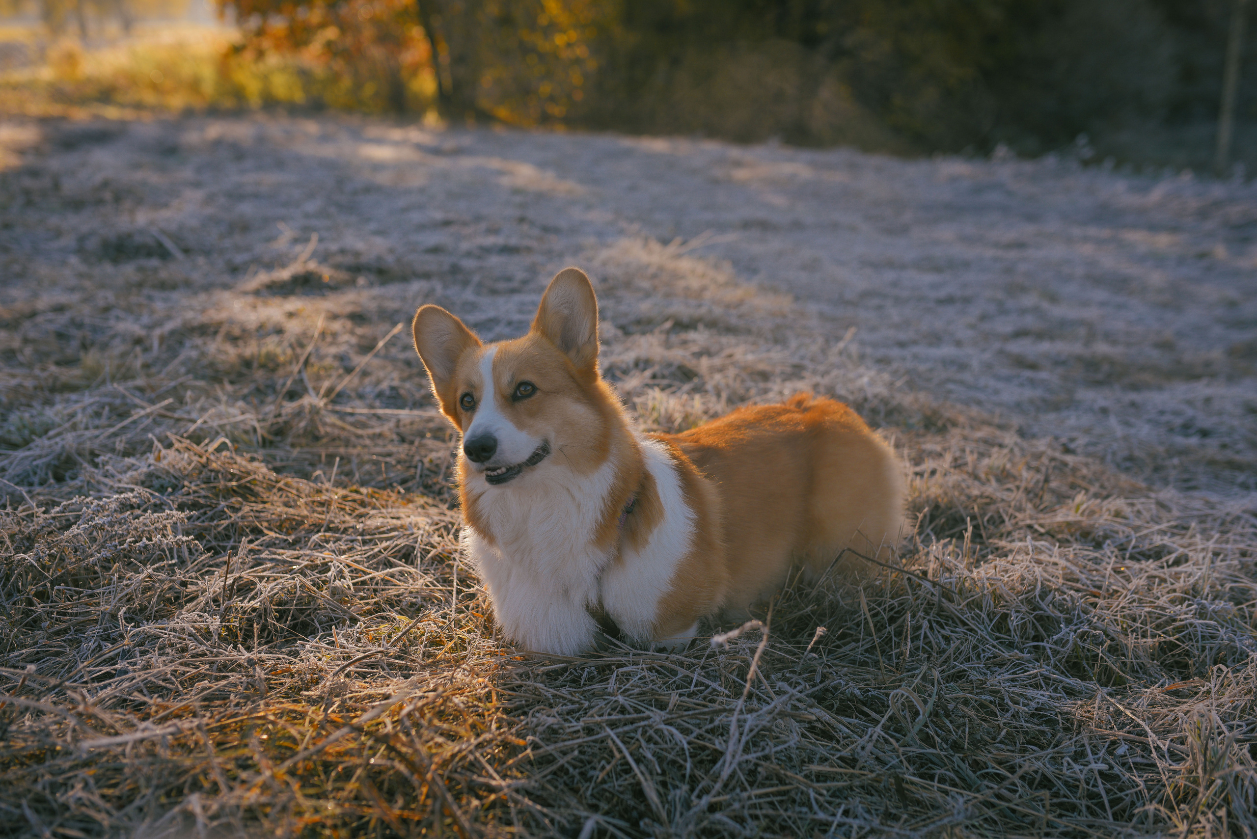 Фотосессия с питомцем в Москве. Свадебный фотограф в Москве Анна Полушина