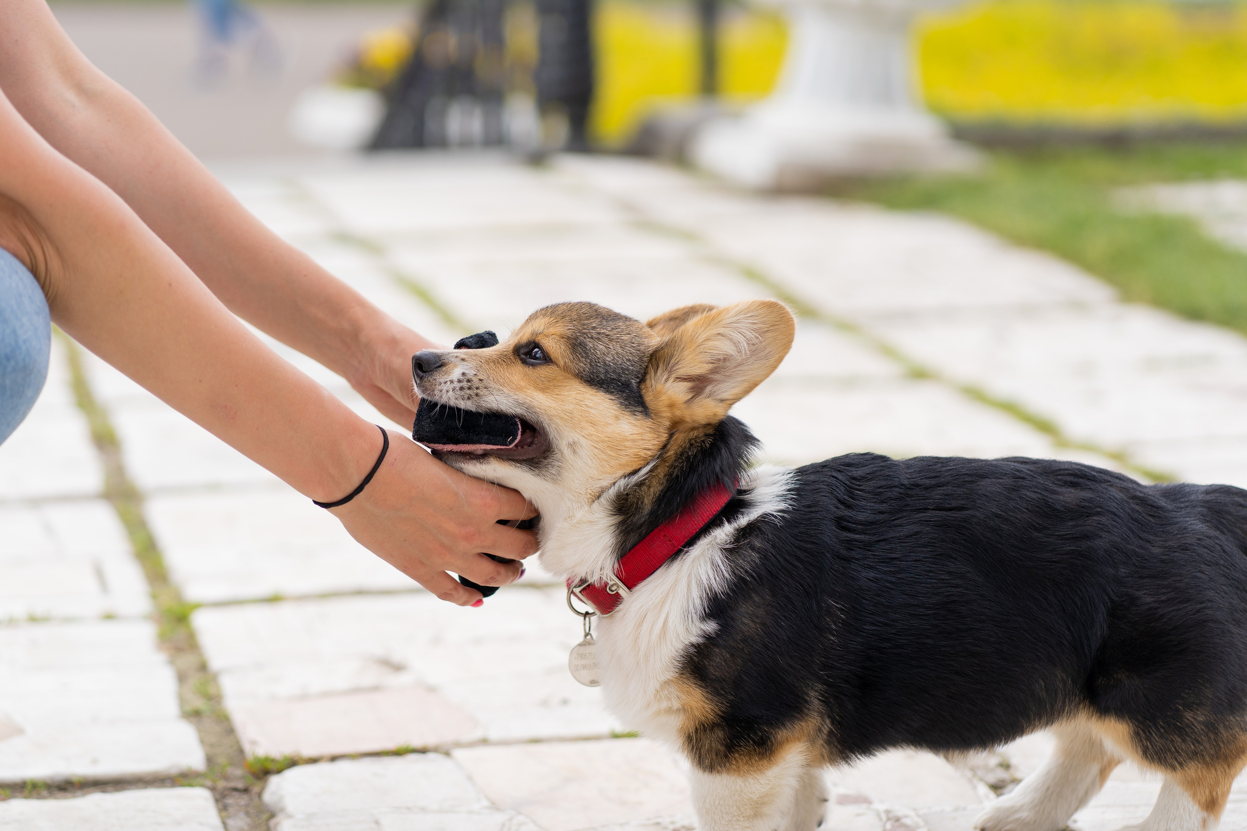Каспер и Полина, Ботанический сад. Свадебный фотограф в Москве Анна Полушина