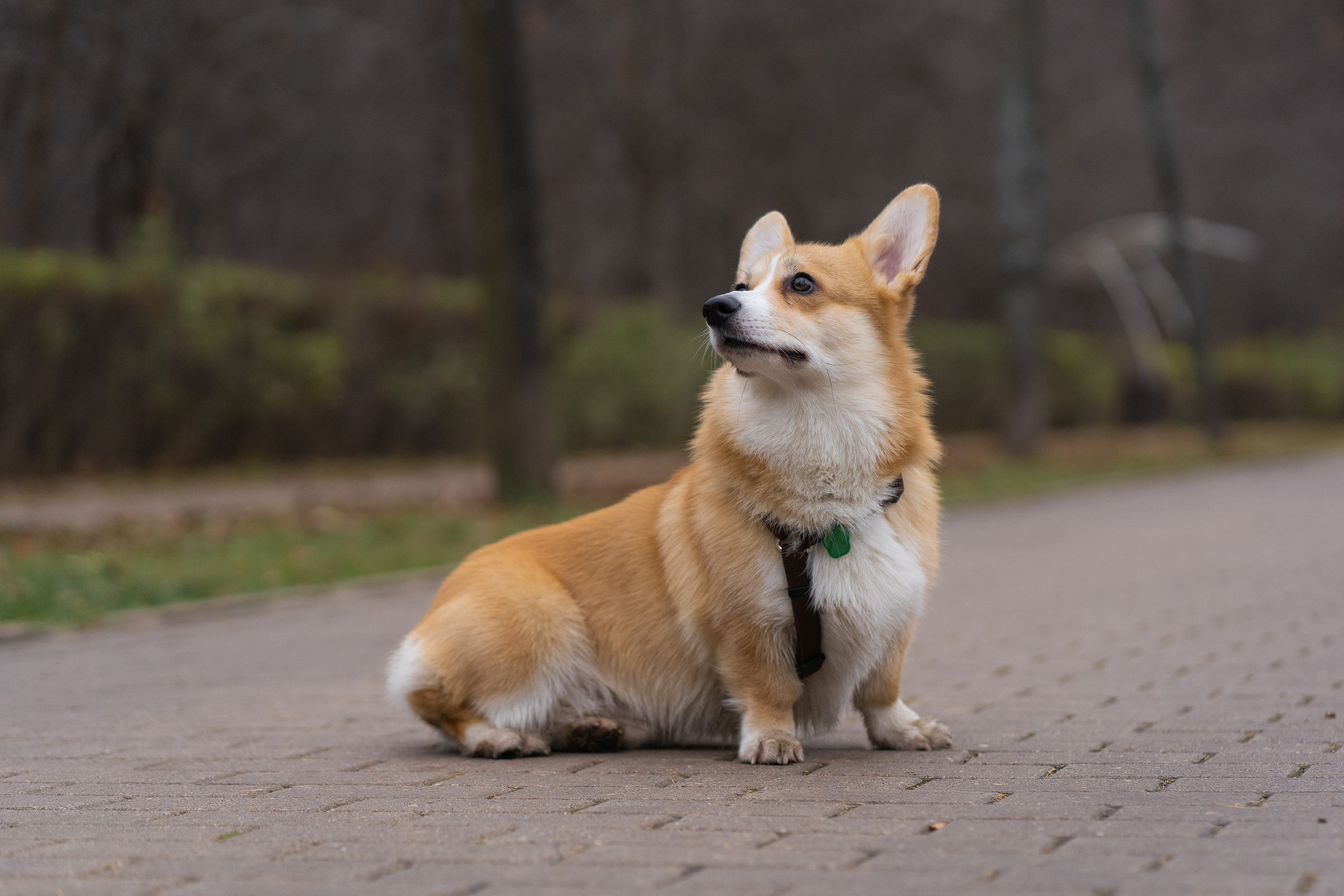 Ульяна, Рома, корги Эйс. Свадебный фотограф в Москве Анна Полушина