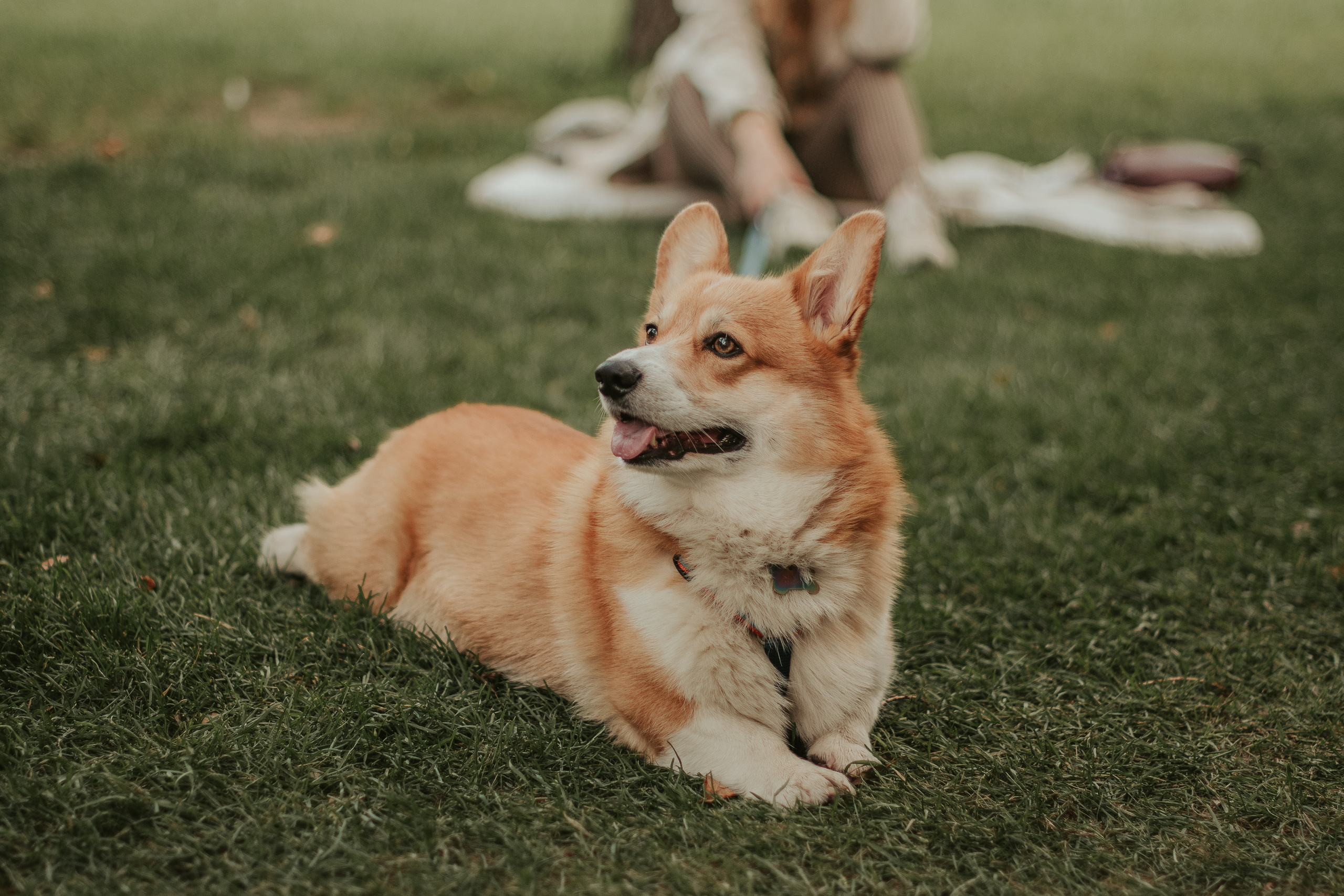 Наташа, Даша и Кевин. Свадебный фотограф в Москве Анна Полушина