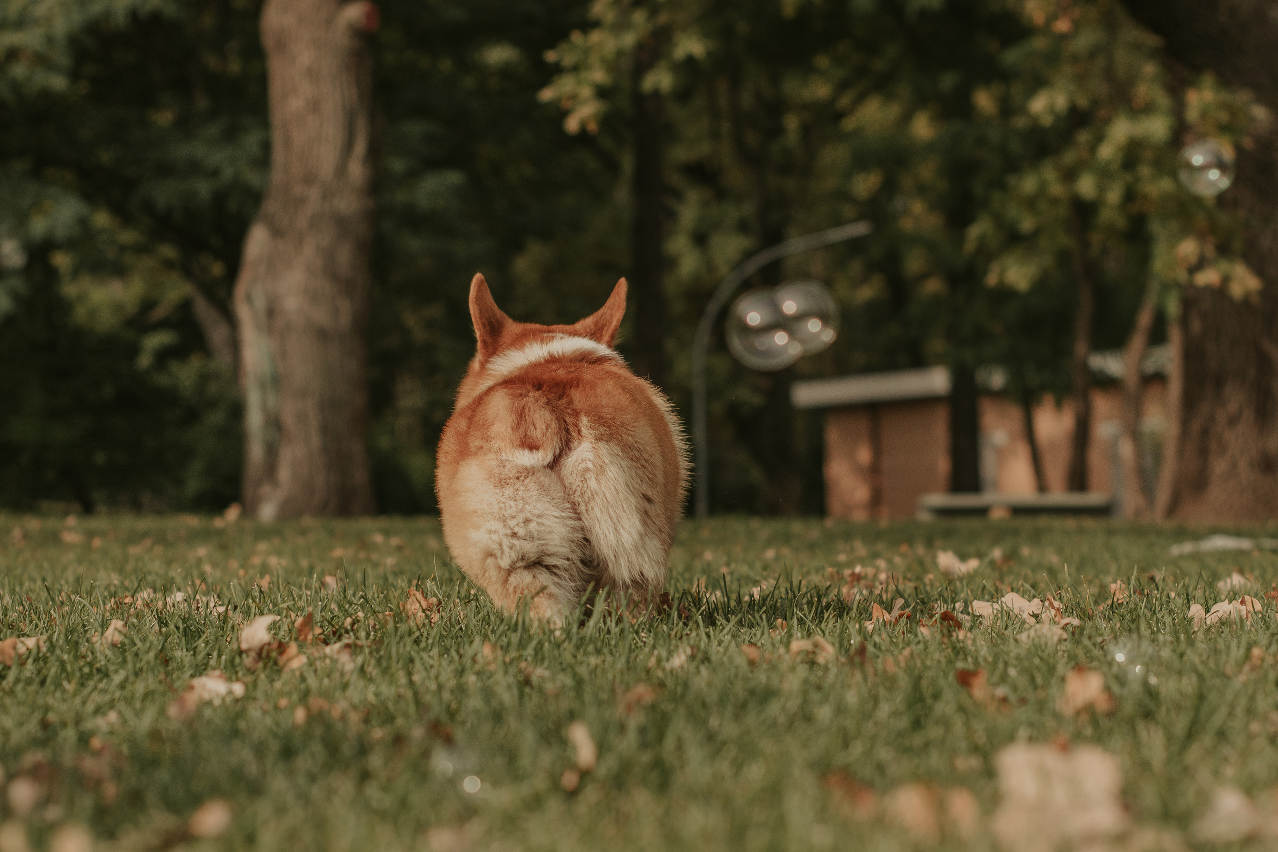 Наташа, Даша и Кевин. Свадебный фотограф в Москве Анна Полушина