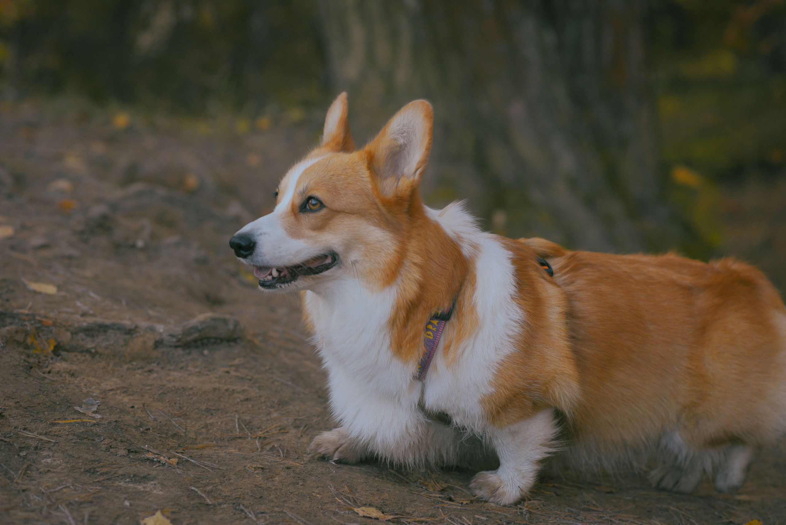 Фотосессия с питомцем в Москве. Свадебный фотограф в Москве Анна Полушина