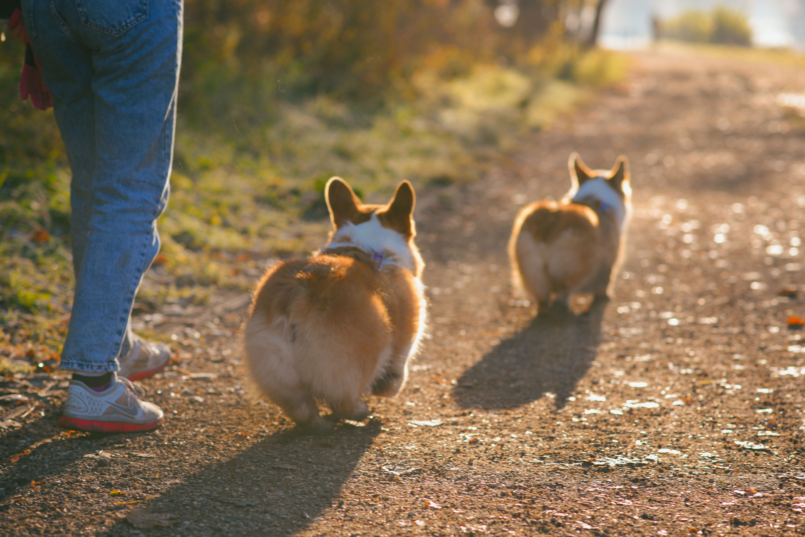 Фотосессия с питомцем в Москве. Свадебный фотограф в Москве Анна Полушина