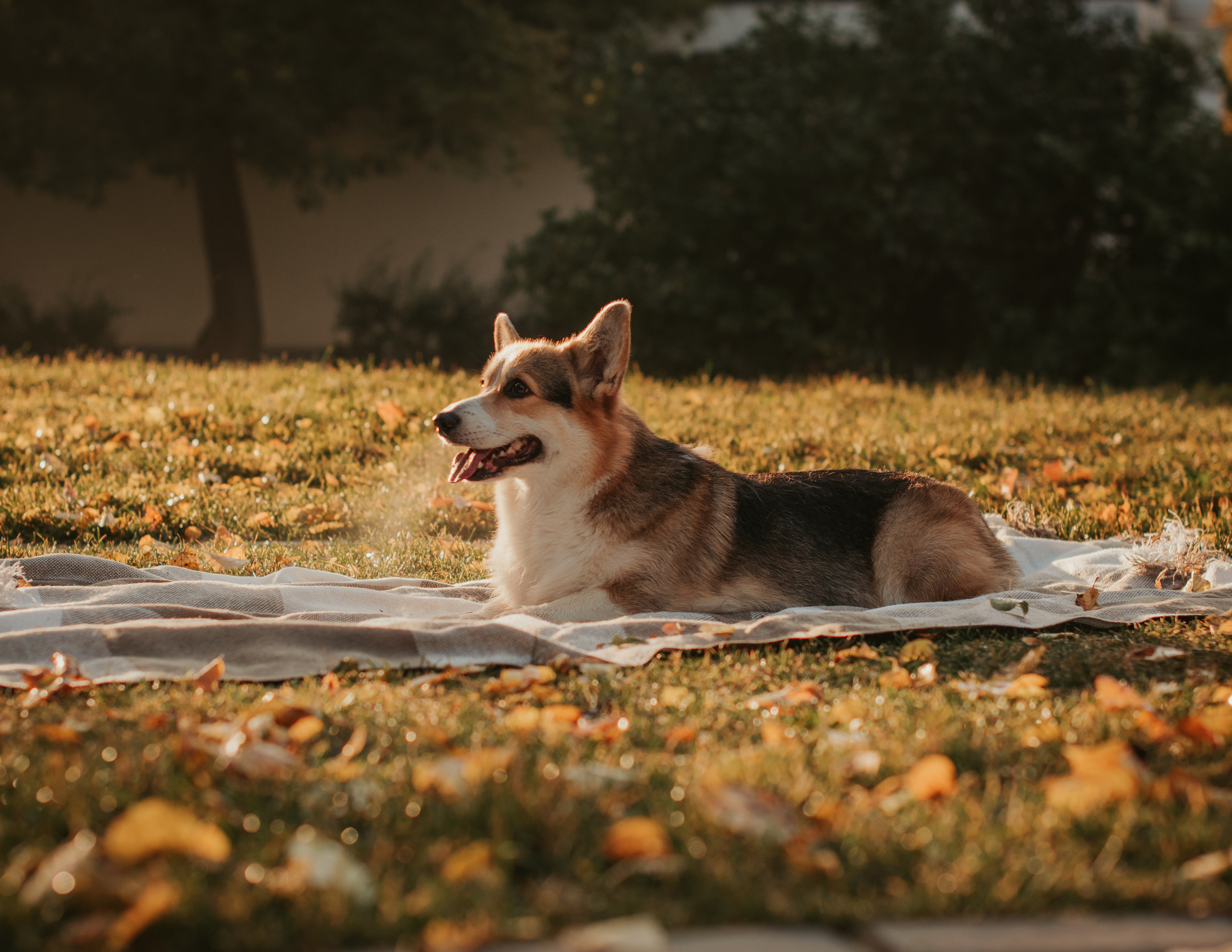 Аня и Булочка, Сокольники. Свадебный фотограф в Москве Анна Полушина