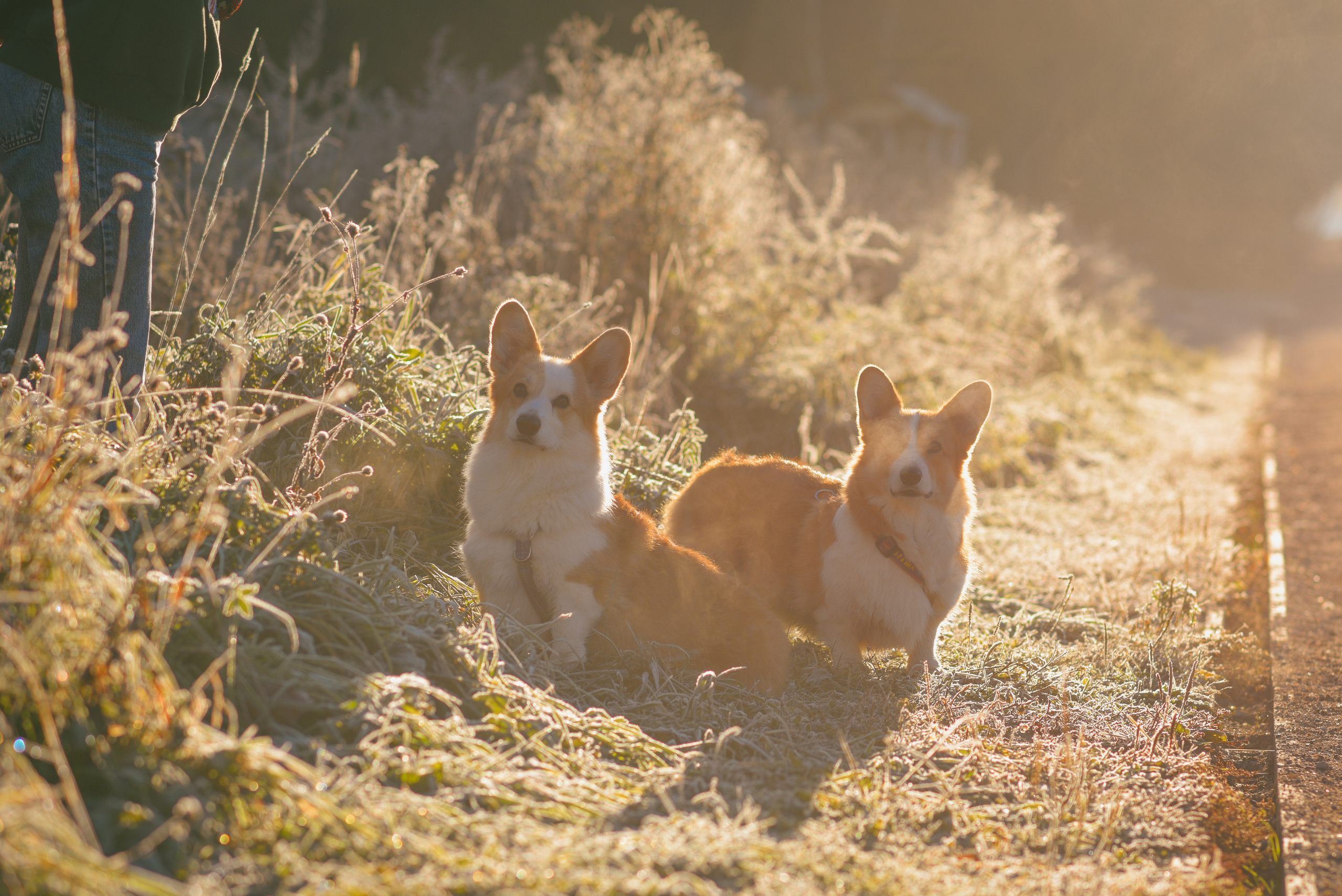 Фотосессия с питомцем в Москве. Свадебный фотограф в Москве Анна Полушина
