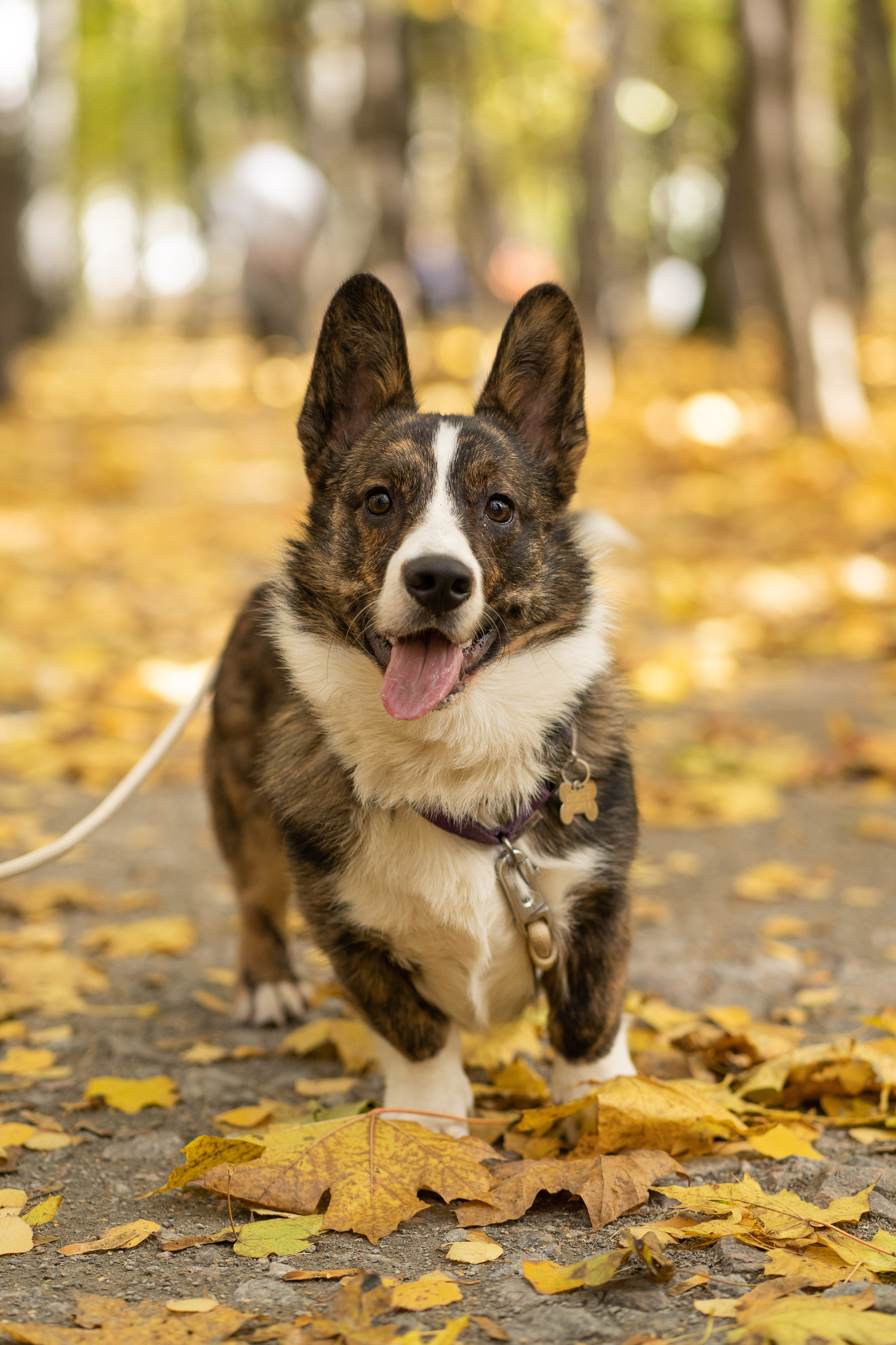 Боря, Даша и Маффин. Свадебный фотограф в Москве Анна Полушина