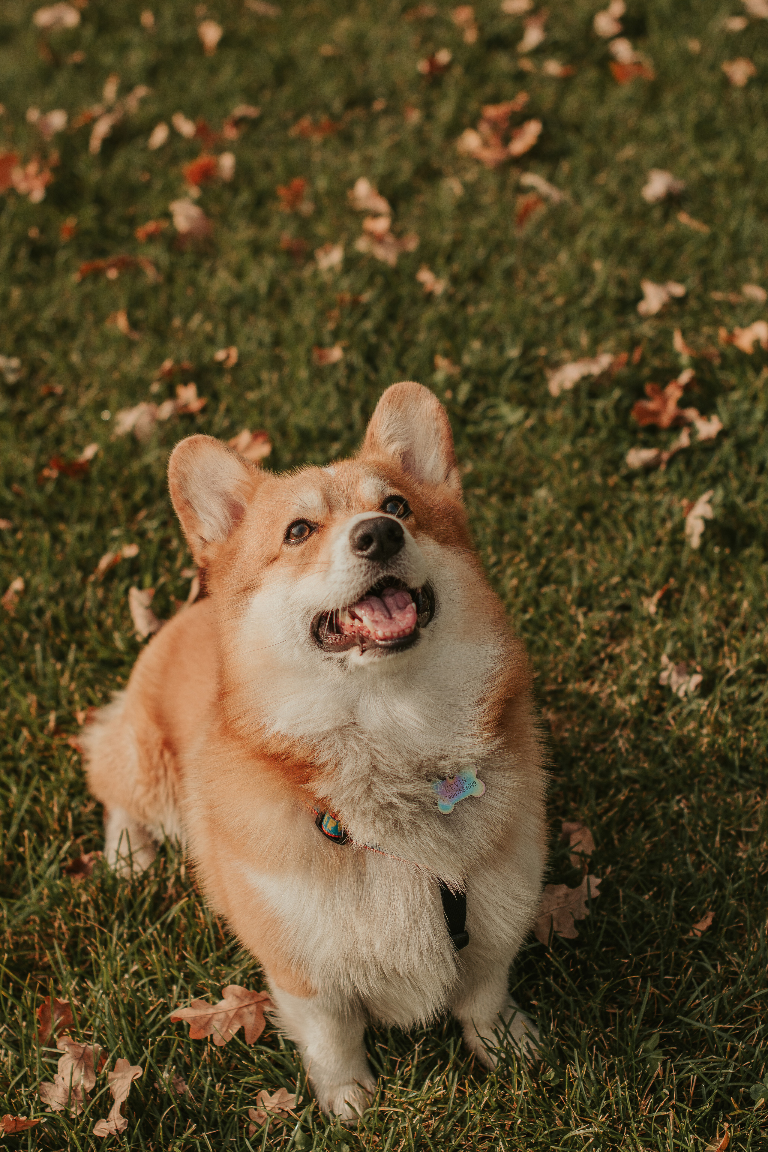 Наташа, Даша и Кевин. Свадебный фотограф в Москве Анна Полушина