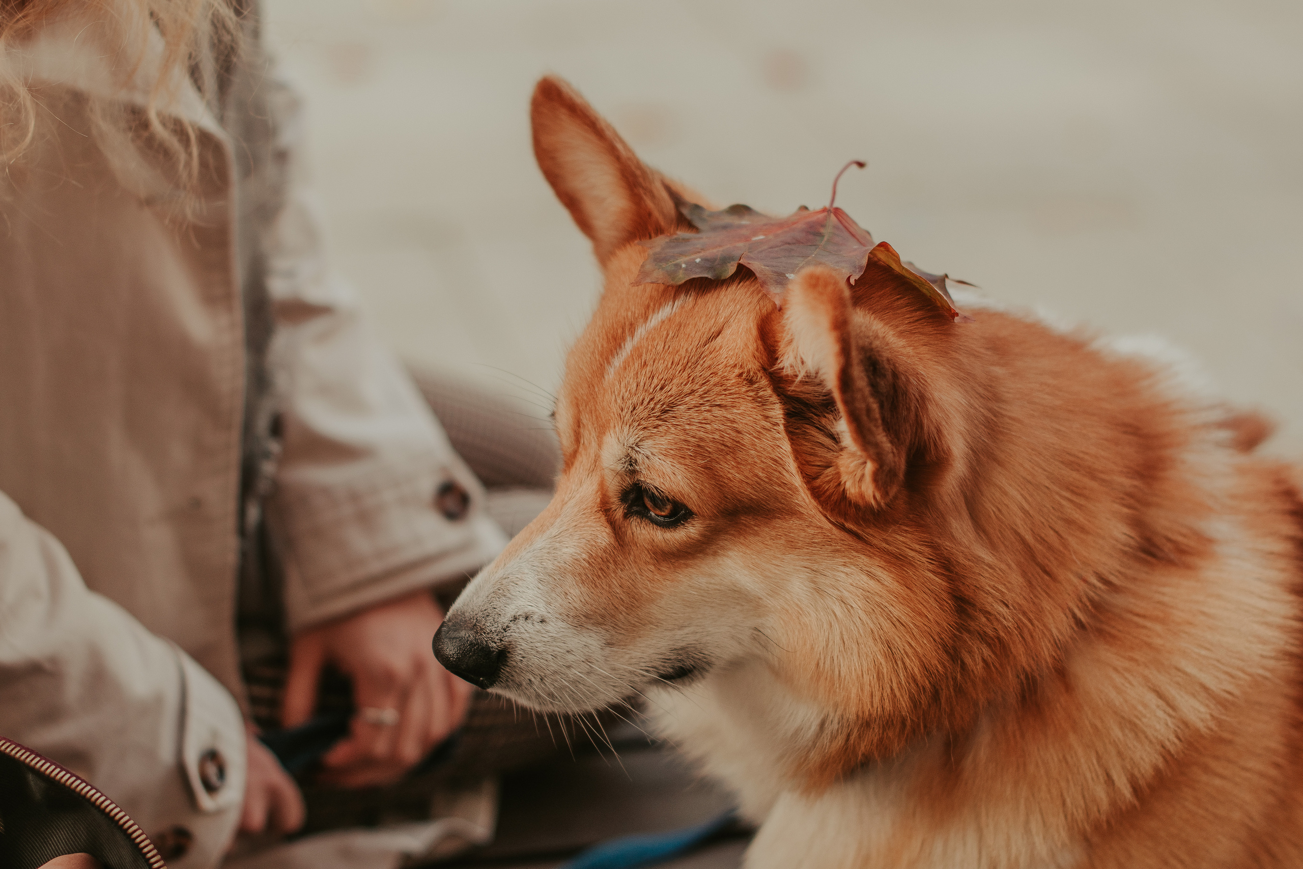 Наташа, Даша и Кевин. Свадебный фотограф в Москве Анна Полушина