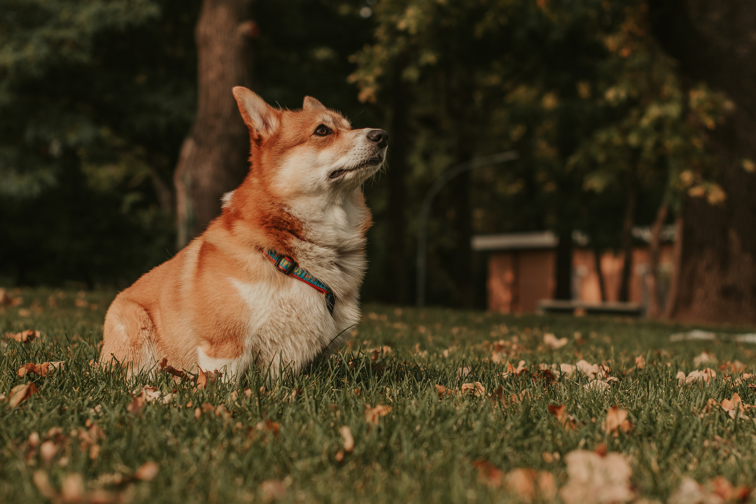 Наташа, Даша и Кевин. Свадебный фотограф в Москве Анна Полушина