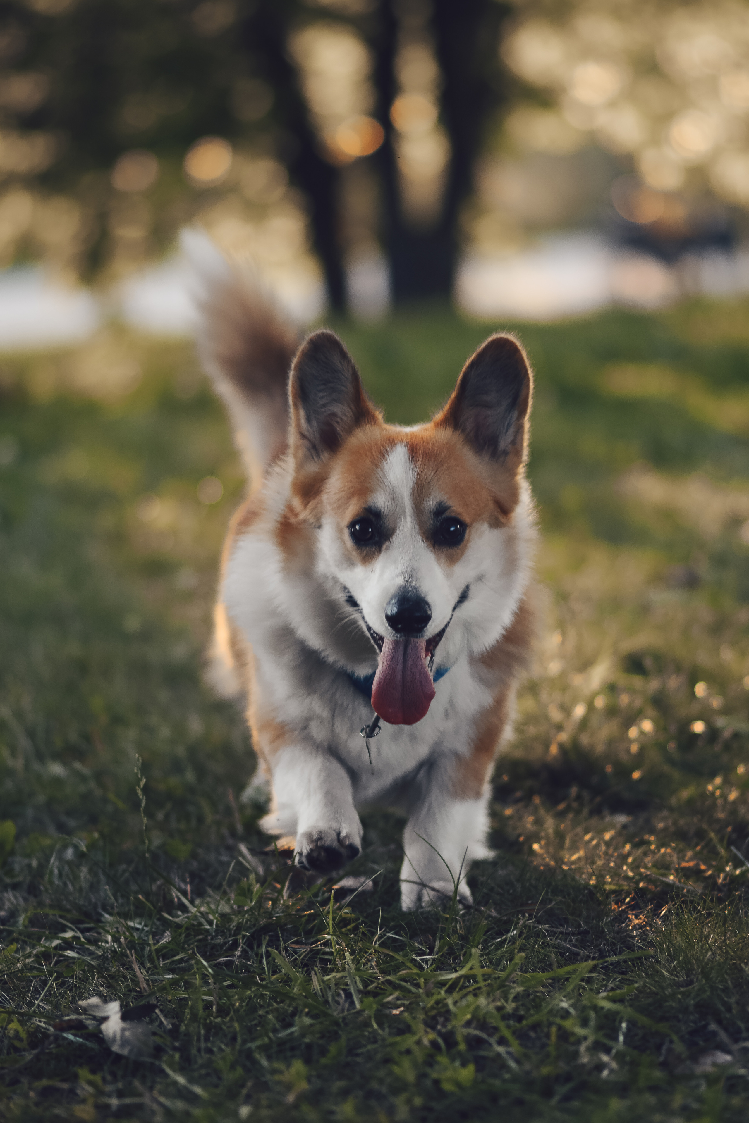 Алина и Ройс, парк на Яузе. Свадебный фотограф в Москве Анна Полушина