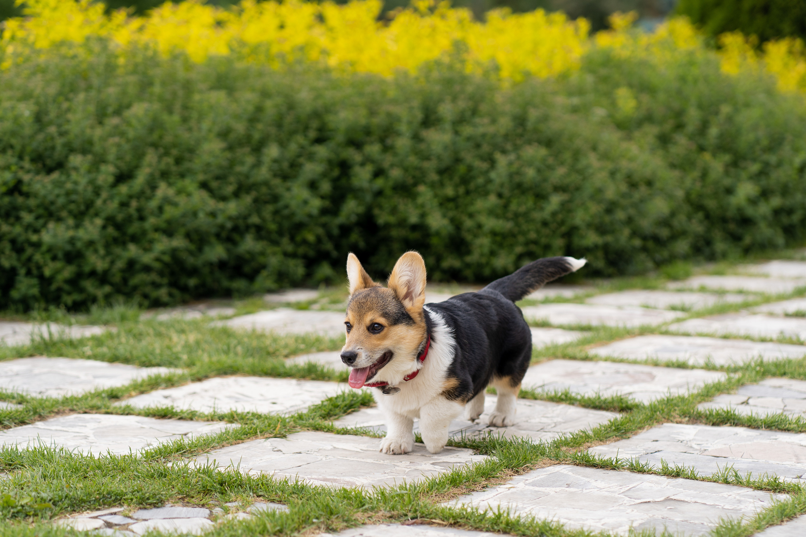 Каспер и Полина, Ботанический сад. Свадебный фотограф в Москве Анна Полушина