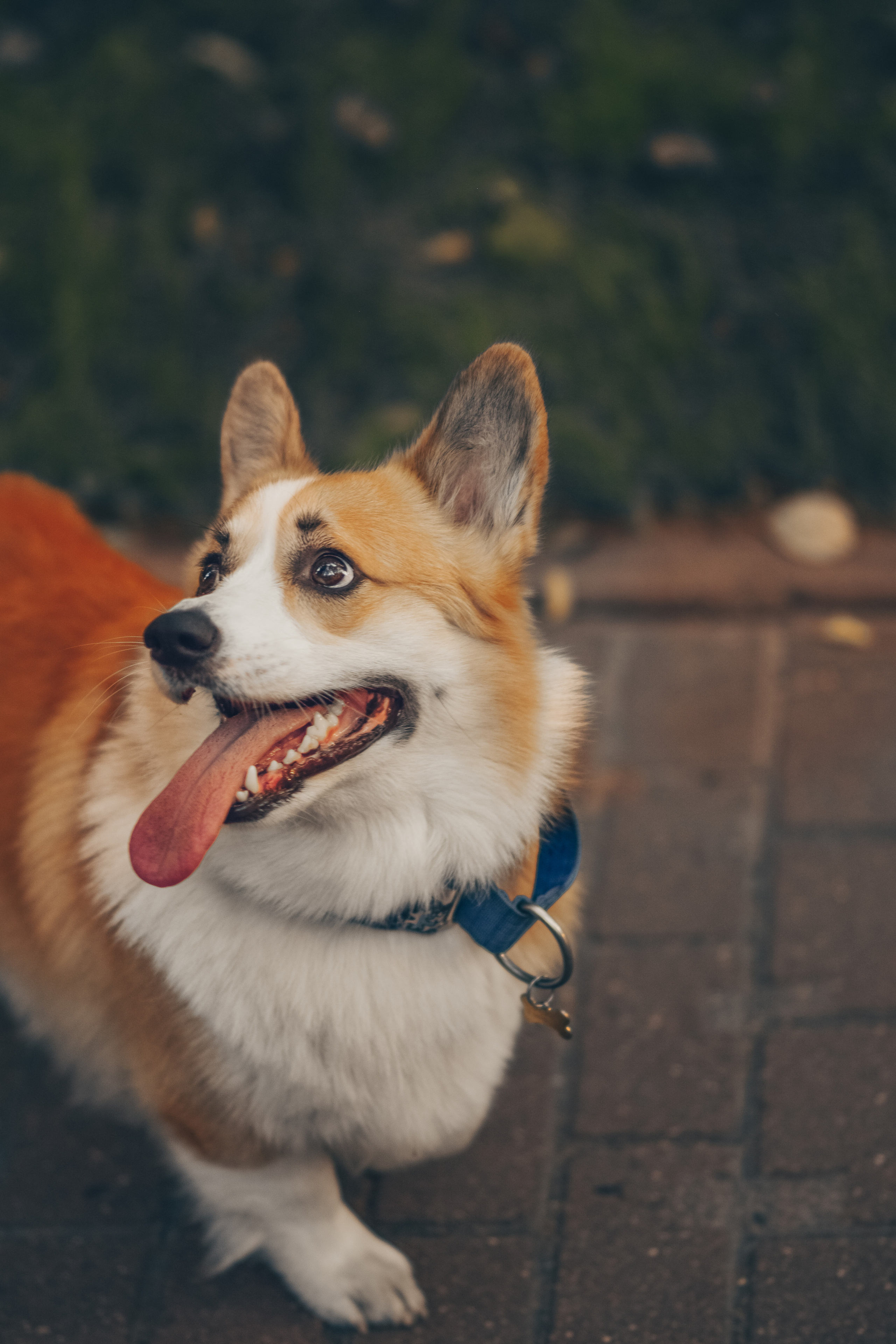 Алина и Ройс, парк на Яузе. Свадебный фотограф в Москве Анна Полушина