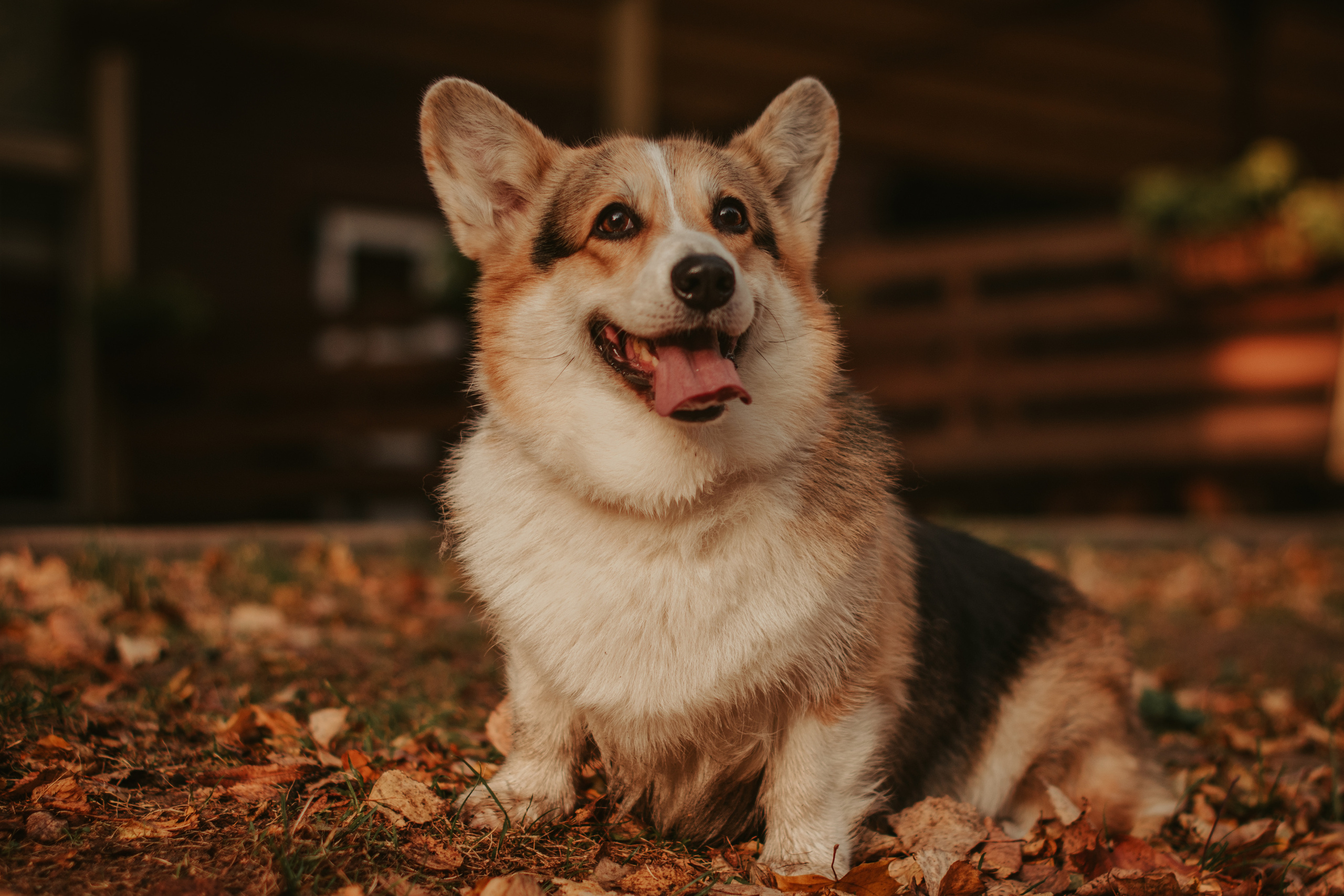 Аня и Булочка, Сокольники. Свадебный фотограф в Москве Анна Полушина