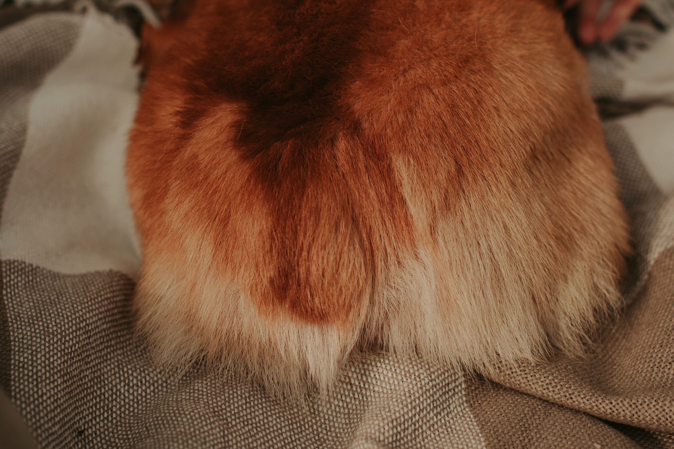 Наташа, Даша и Кевин. Свадебный фотограф в Москве Анна Полушина