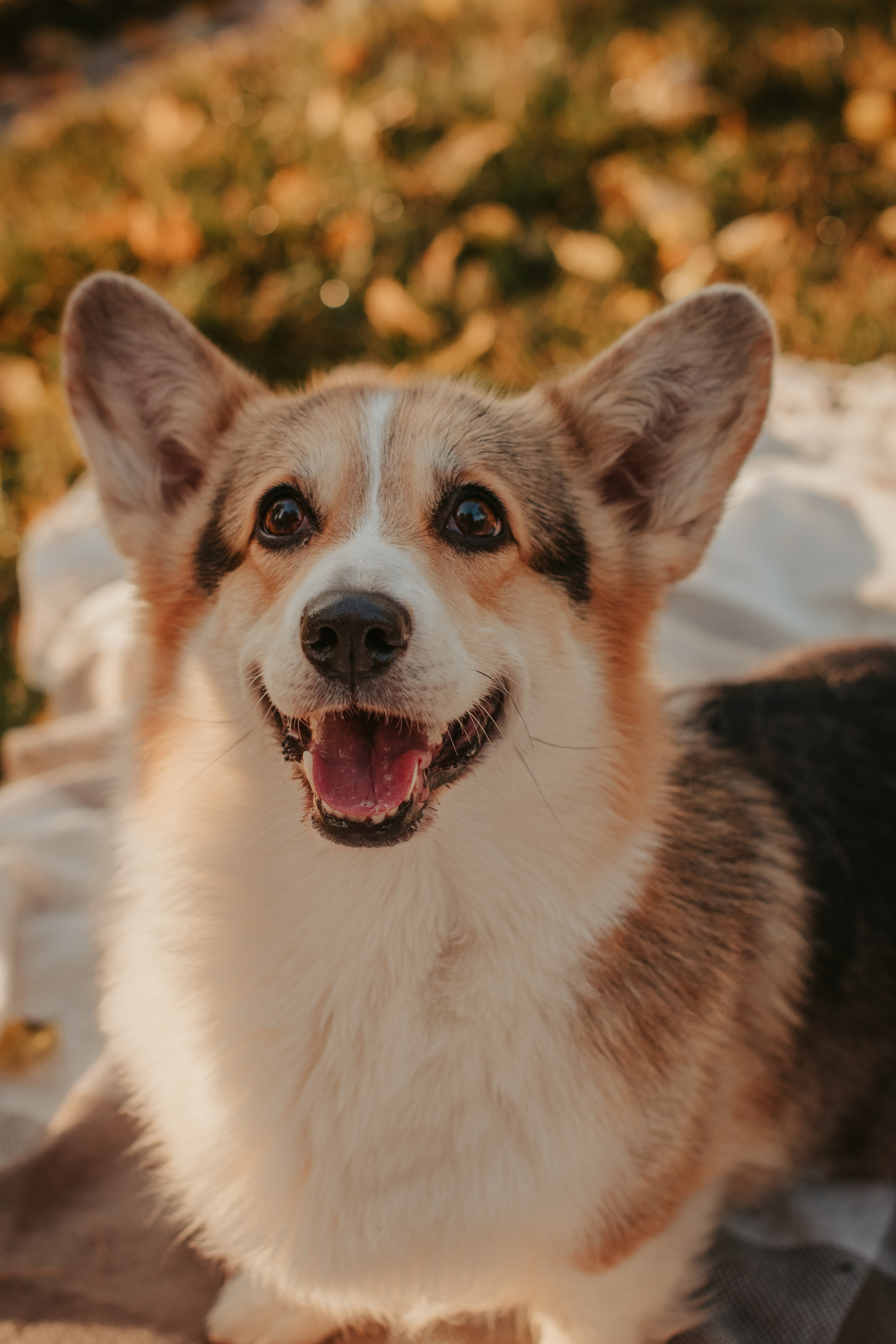 Аня и Булочка, Сокольники. Свадебный фотограф в Москве Анна Полушина