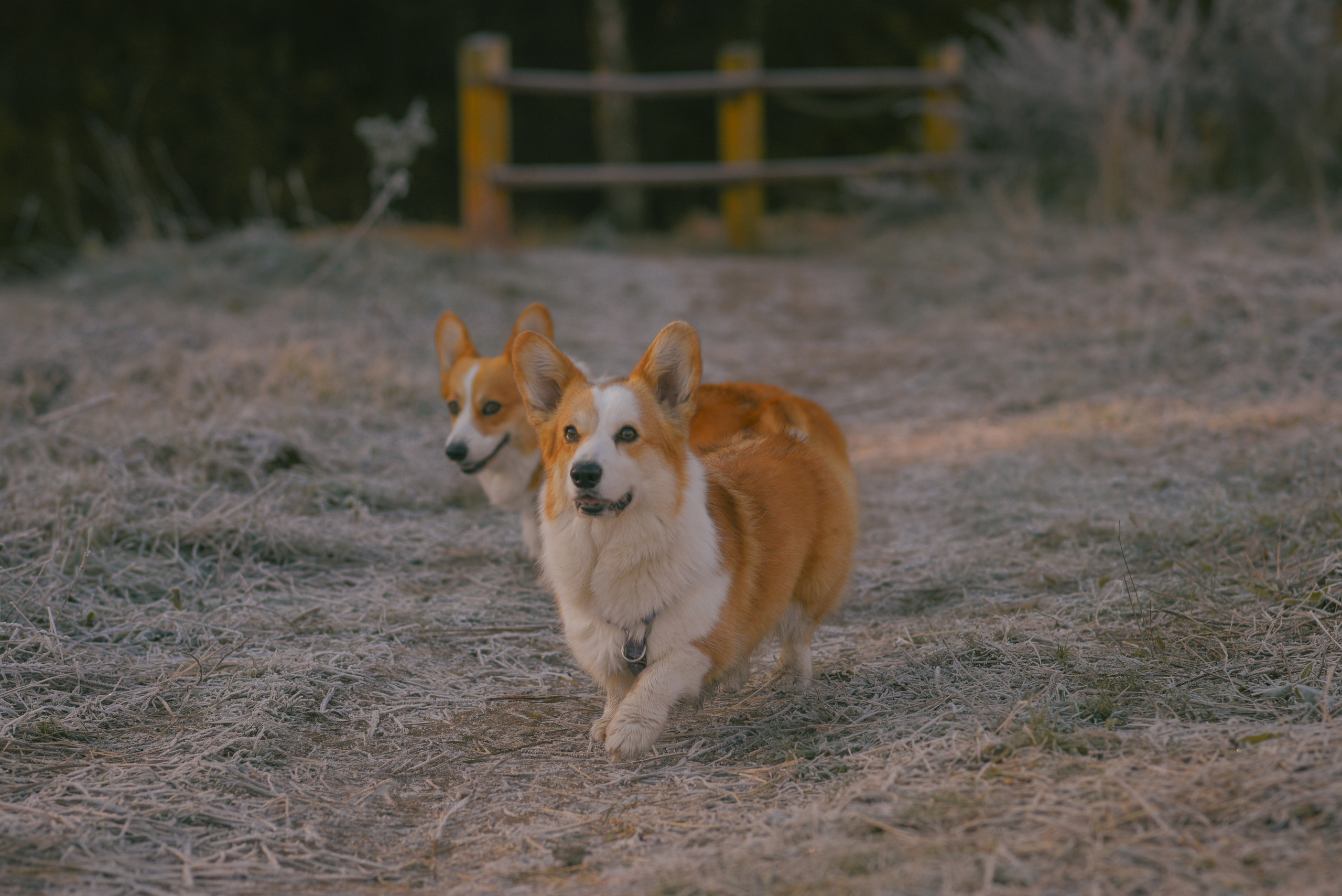 Фотосессия с питомцем в Москве. Свадебный фотограф в Москве Анна Полушина