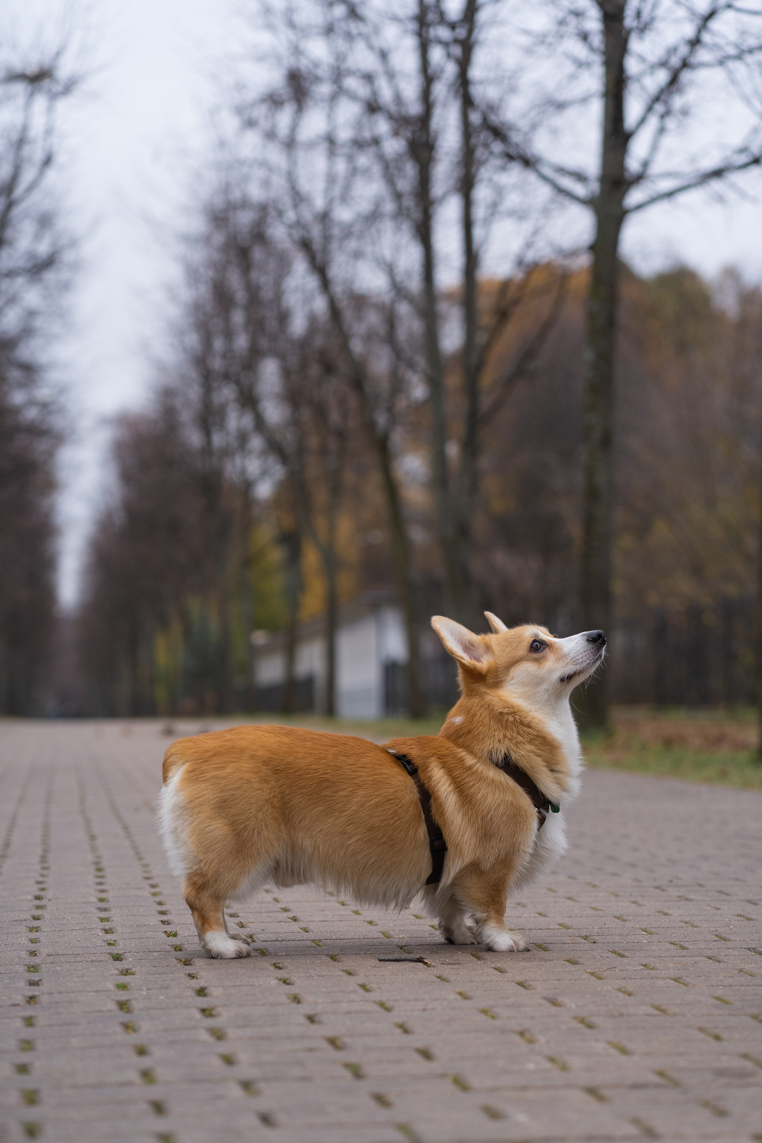Ульяна, Рома, корги Эйс. Свадебный фотограф в Москве Анна Полушина