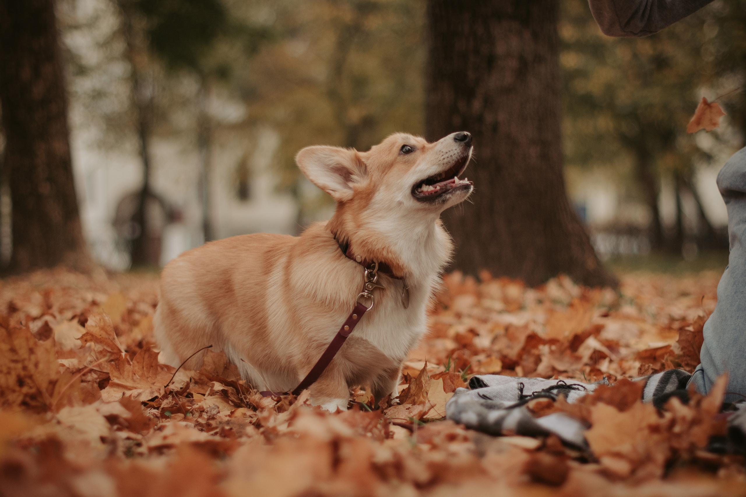 Марина и Мася, Новодевичий сквер. Свадебный фотограф в Москве Анна Полушина