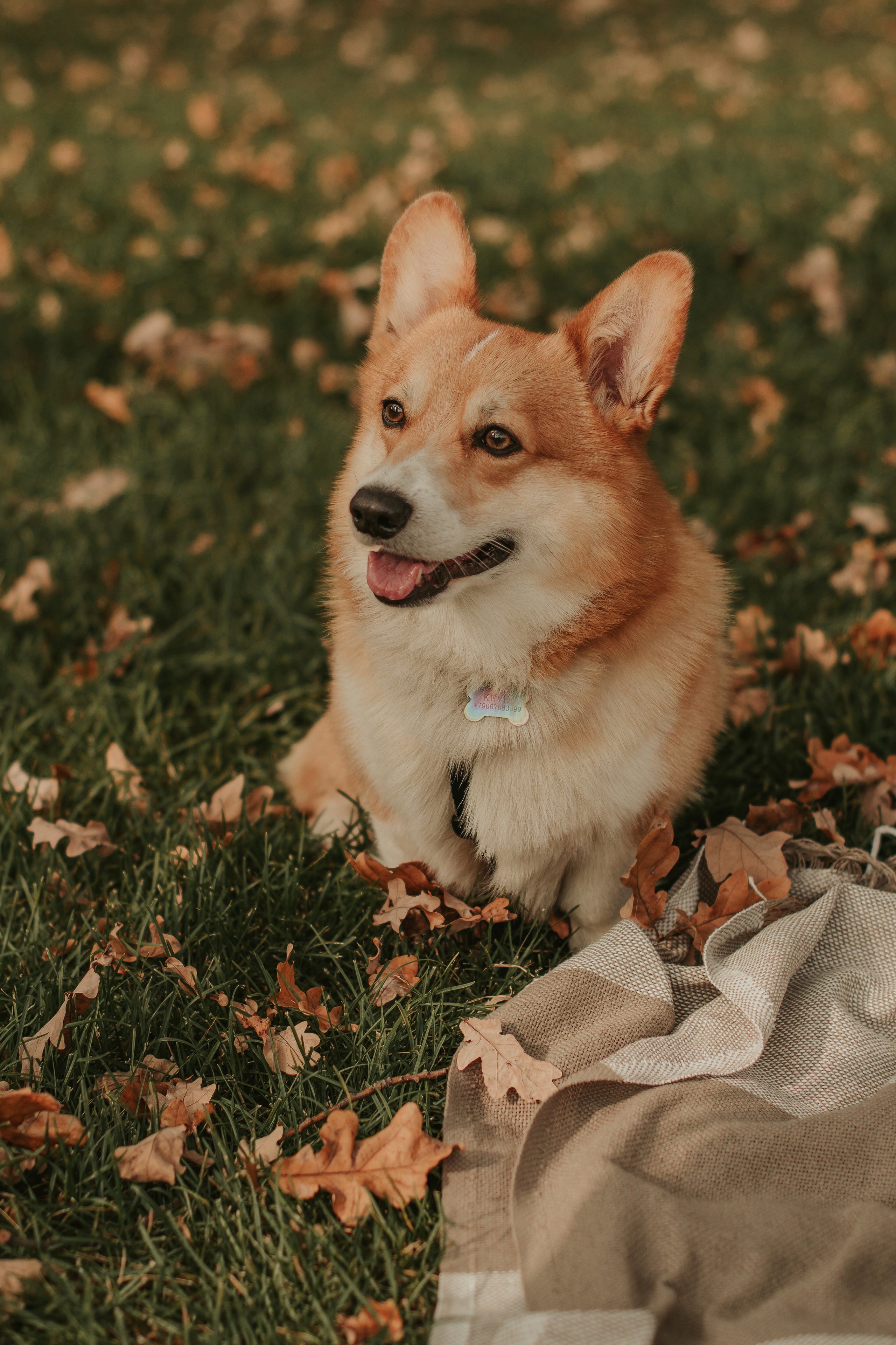 Наташа, Даша и Кевин. Свадебный фотограф в Москве Анна Полушина