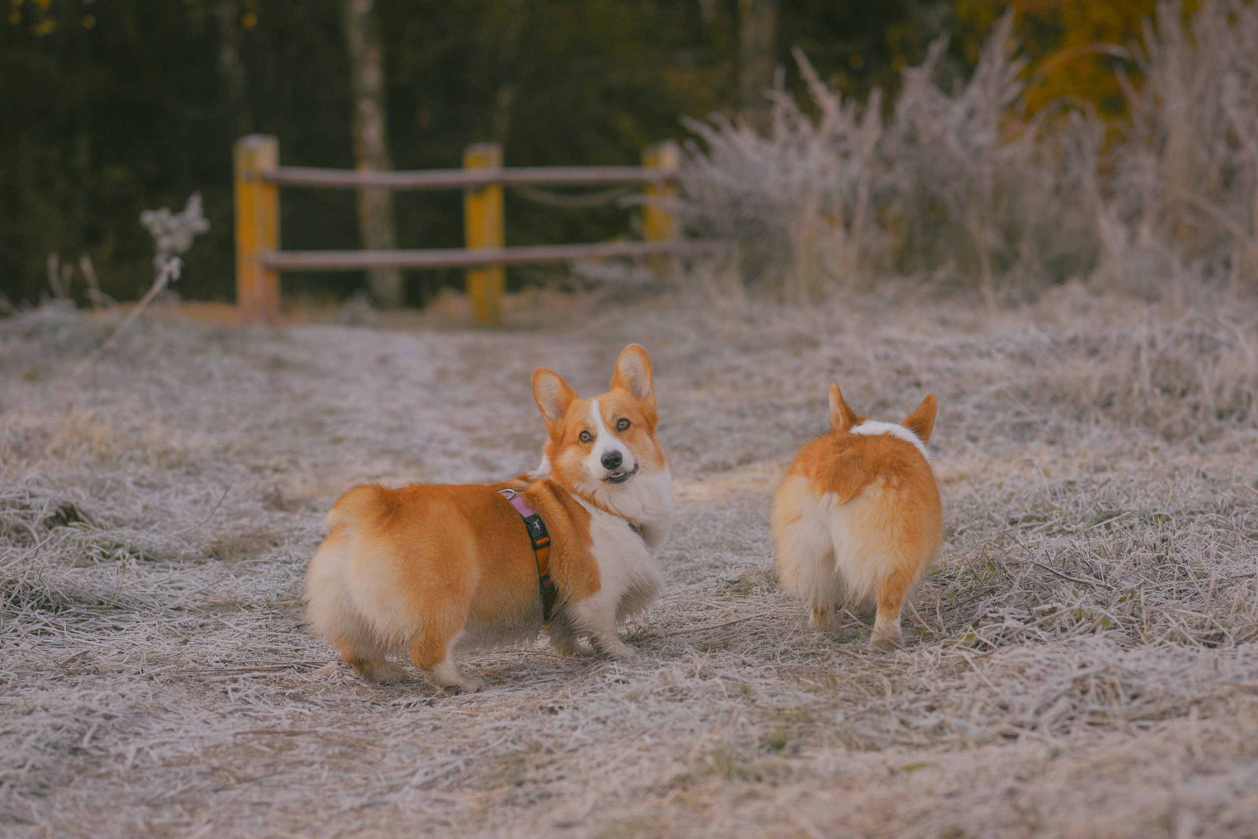 Фотосессия с питомцем в Москве. Свадебный фотограф в Москве Анна Полушина