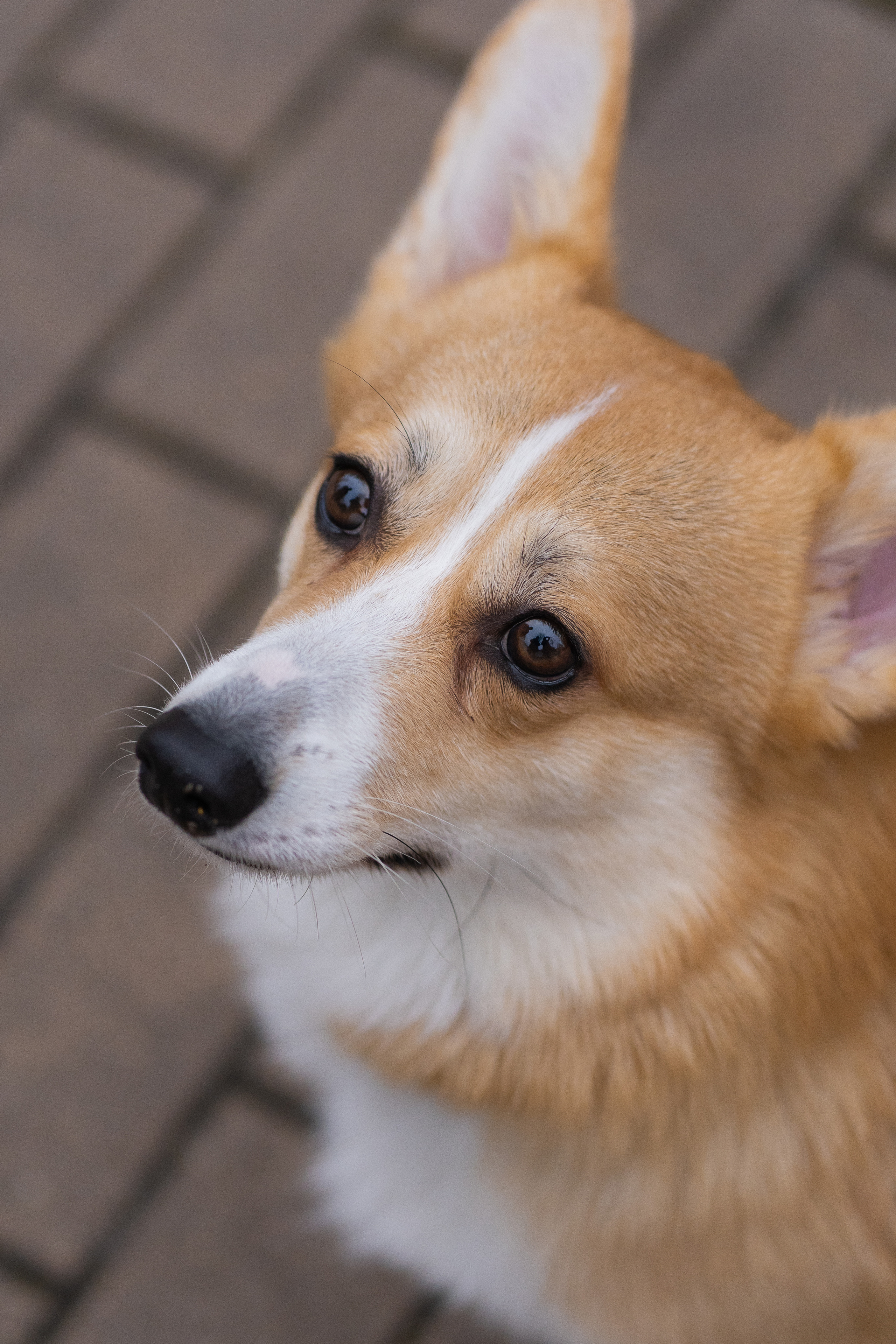 Ульяна, Рома, корги Эйс. Свадебный фотограф в Москве Анна Полушина