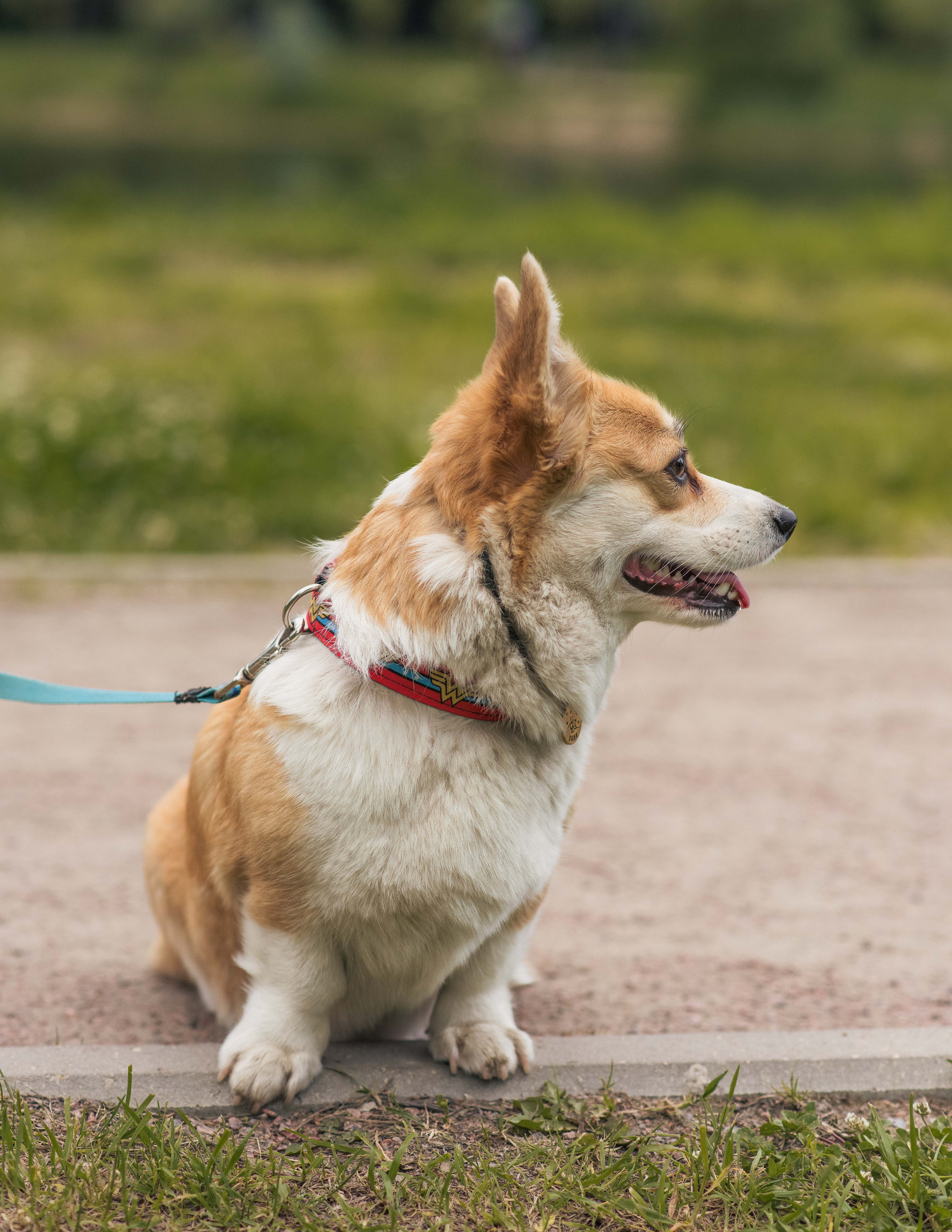 Юлия и Шаня, Покровское-Стрешнево. Свадебный фотограф в Москве Анна Полушина