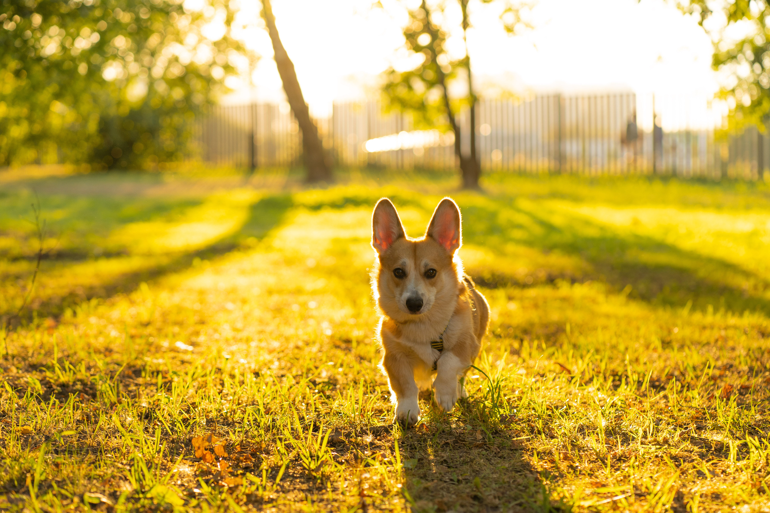 Катя и Боря, Джамгаровский парк. Свадебный фотограф в Москве Анна Полушина