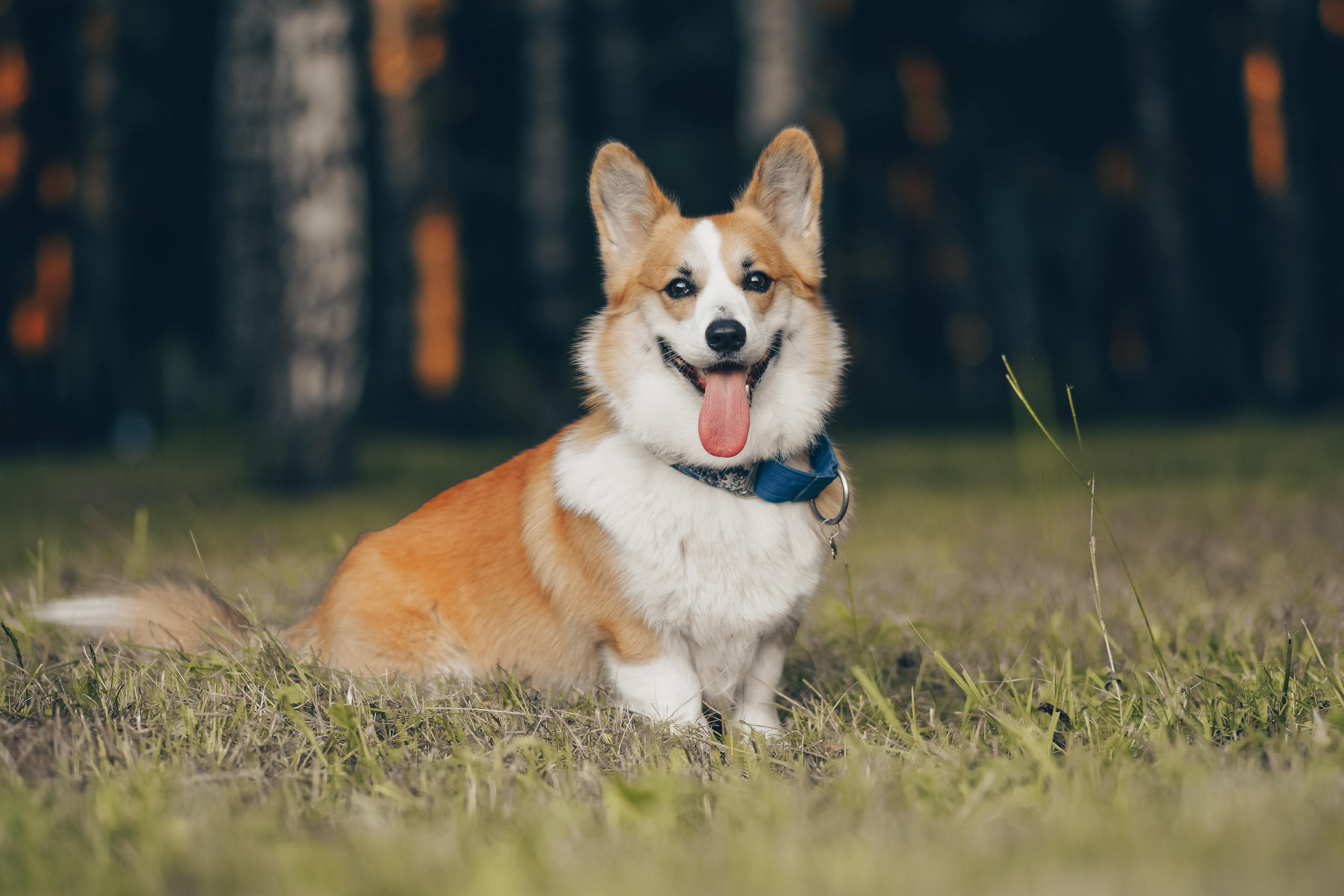 Алина и Ройс, парк на Яузе. Свадебный фотограф в Москве Анна Полушина