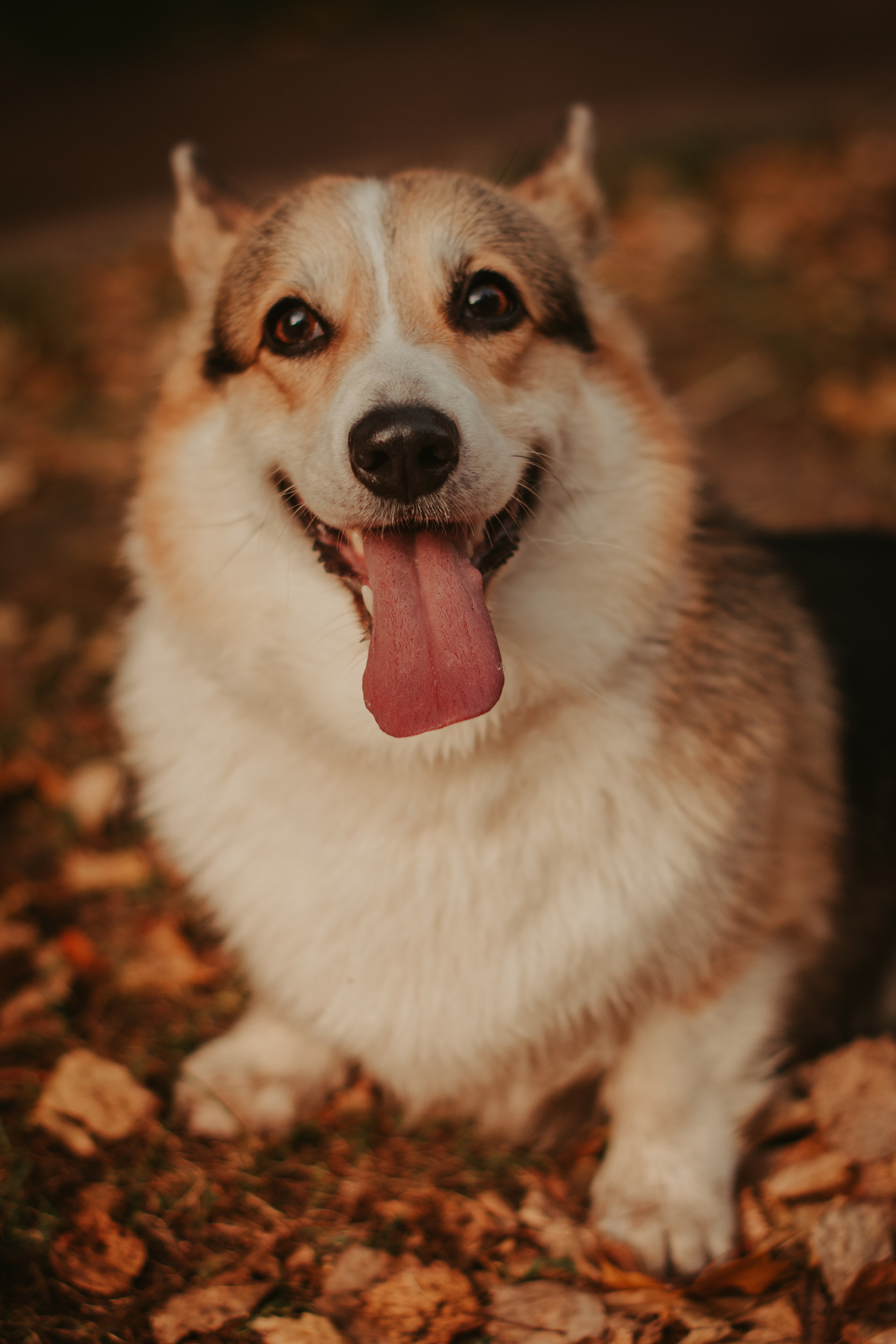 Аня и Булочка, Сокольники. Свадебный фотограф в Москве Анна Полушина