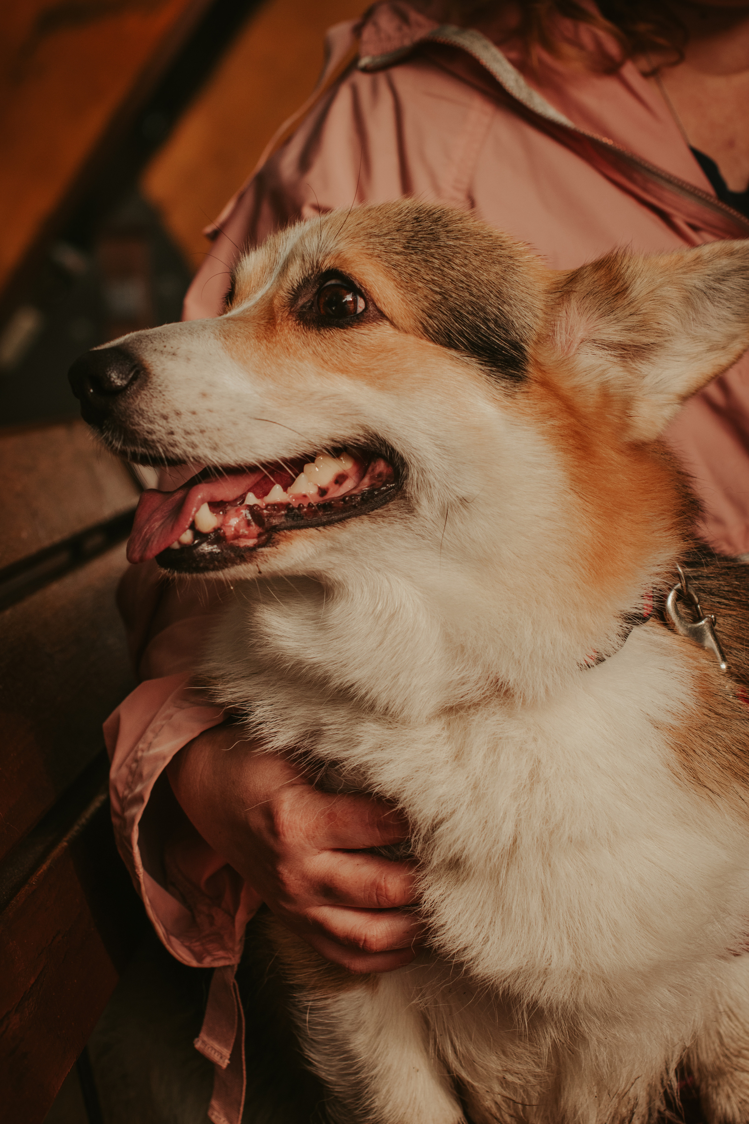 Аня и Булочка, Сокольники. Свадебный фотограф в Москве Анна Полушина