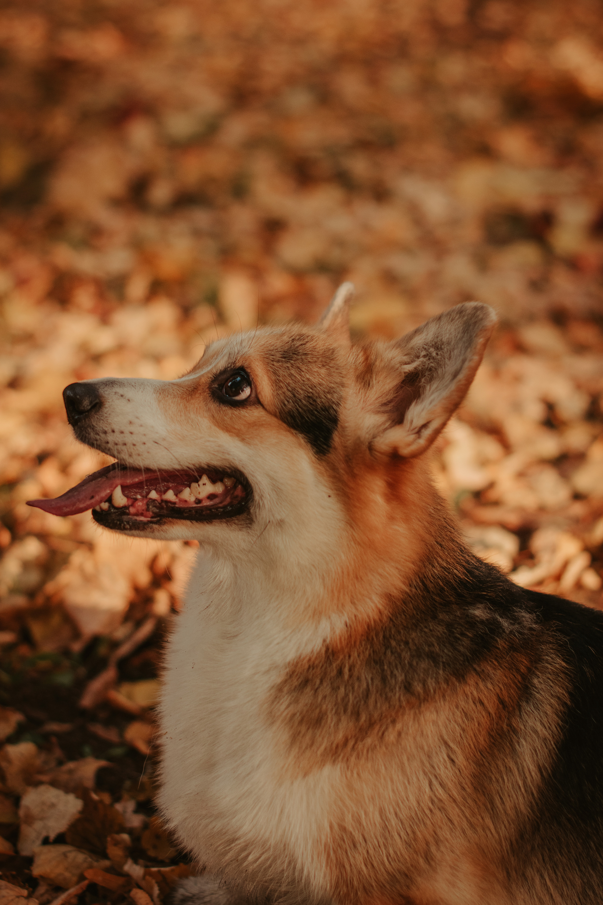 Аня и Булочка, Сокольники. Свадебный фотограф в Москве Анна Полушина