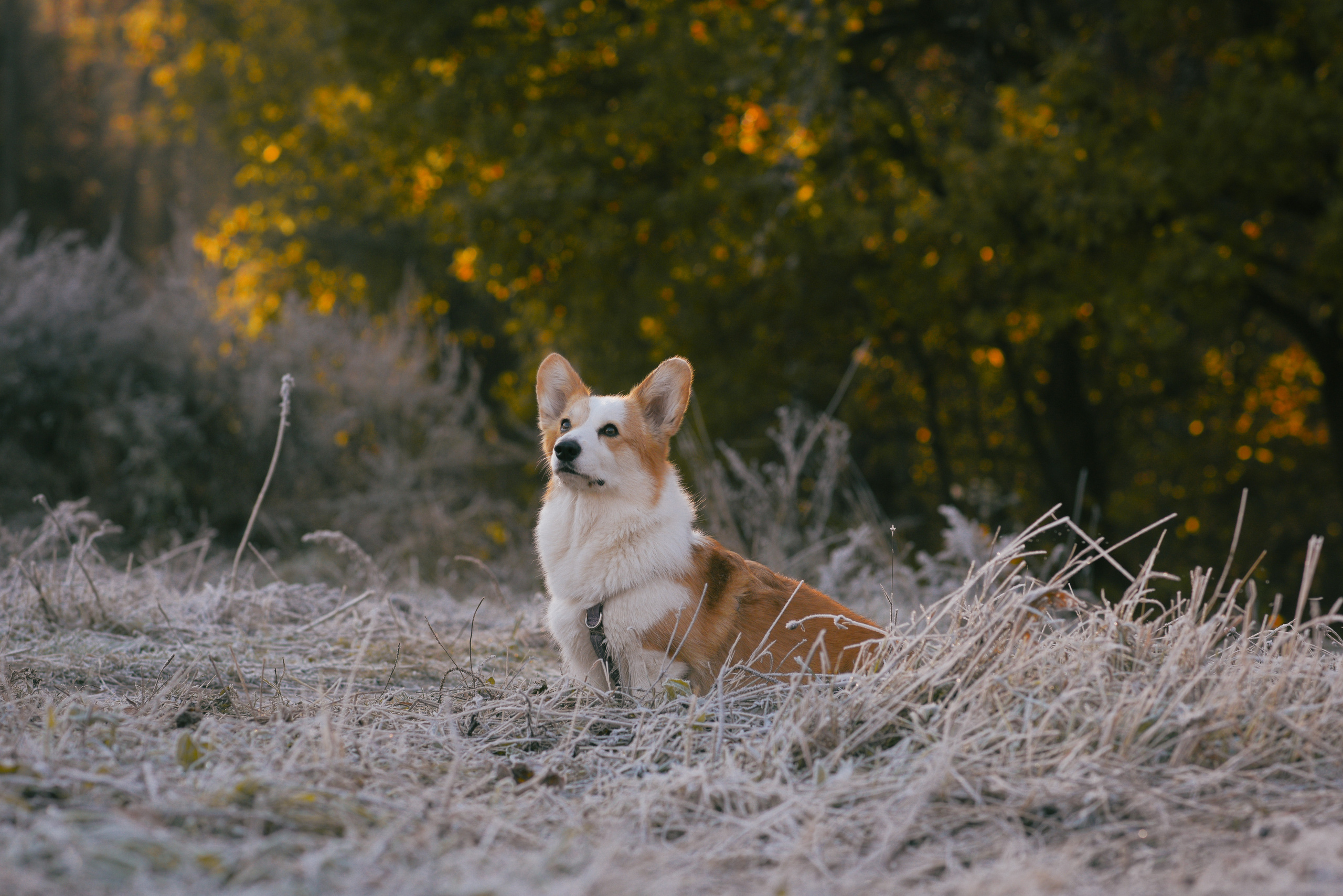 Фотосессия с питомцем в Москве. Свадебный фотограф в Москве Анна Полушина