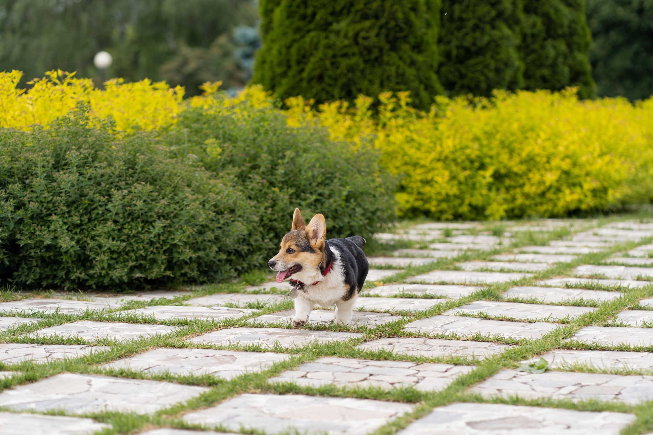 Каспер и Полина, Ботанический сад. Свадебный фотограф в Москве Анна Полушина
