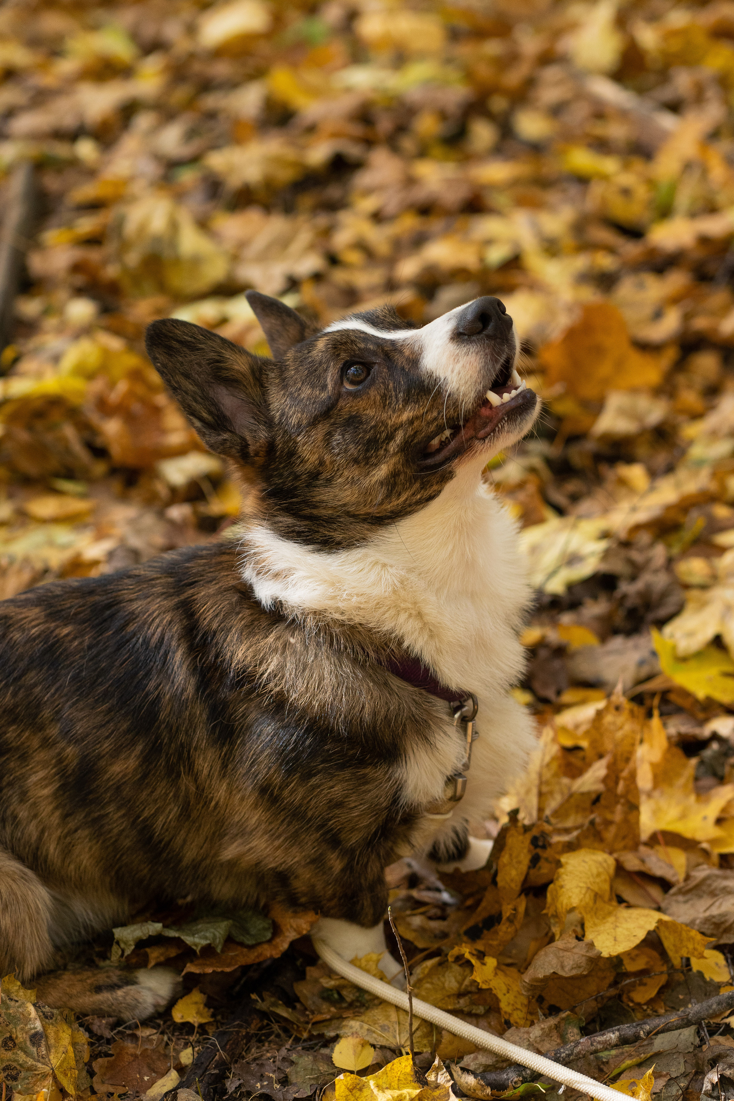 Боря, Даша и Маффин. Свадебный фотограф в Москве Анна Полушина
