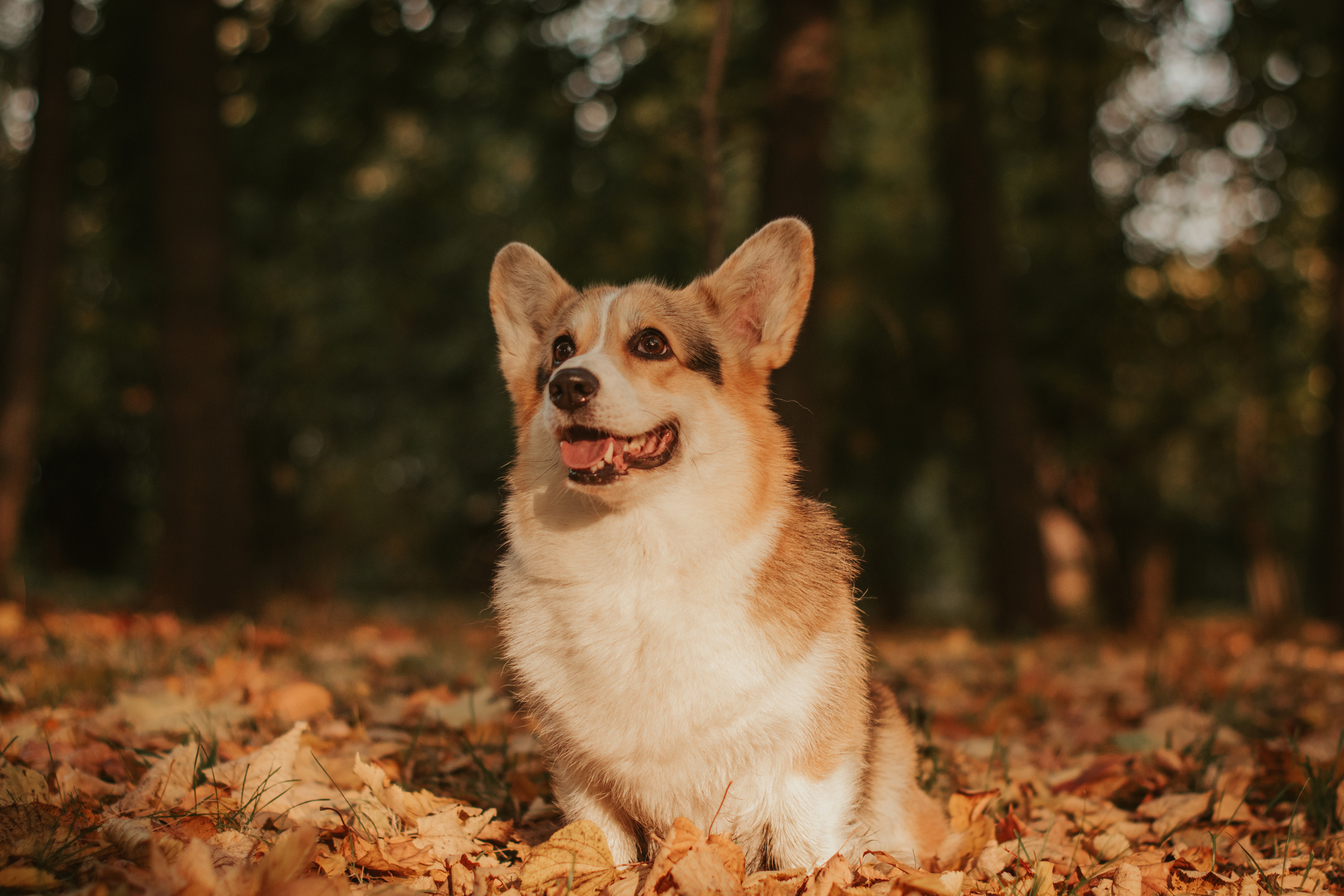 Аня и Булочка, Сокольники. Свадебный фотограф в Москве Анна Полушина