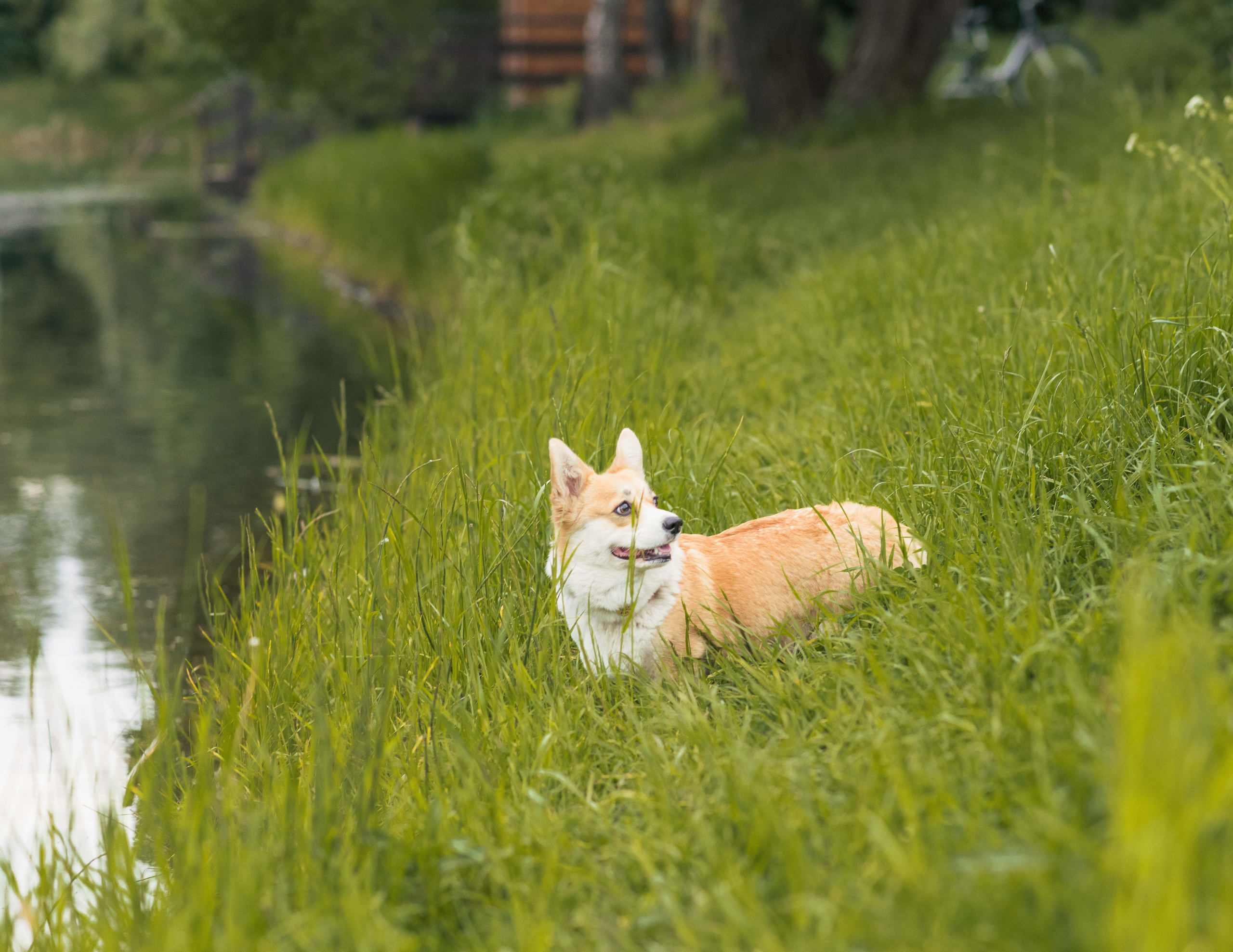 Юлия и Шаня, Покровское-Стрешнево. Свадебный фотограф в Москве Анна Полушина