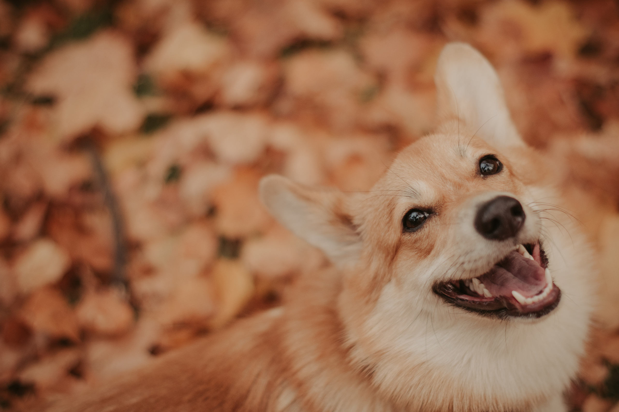 Марина и Мася, Новодевичий сквер. Свадебный фотограф в Москве Анна Полушина