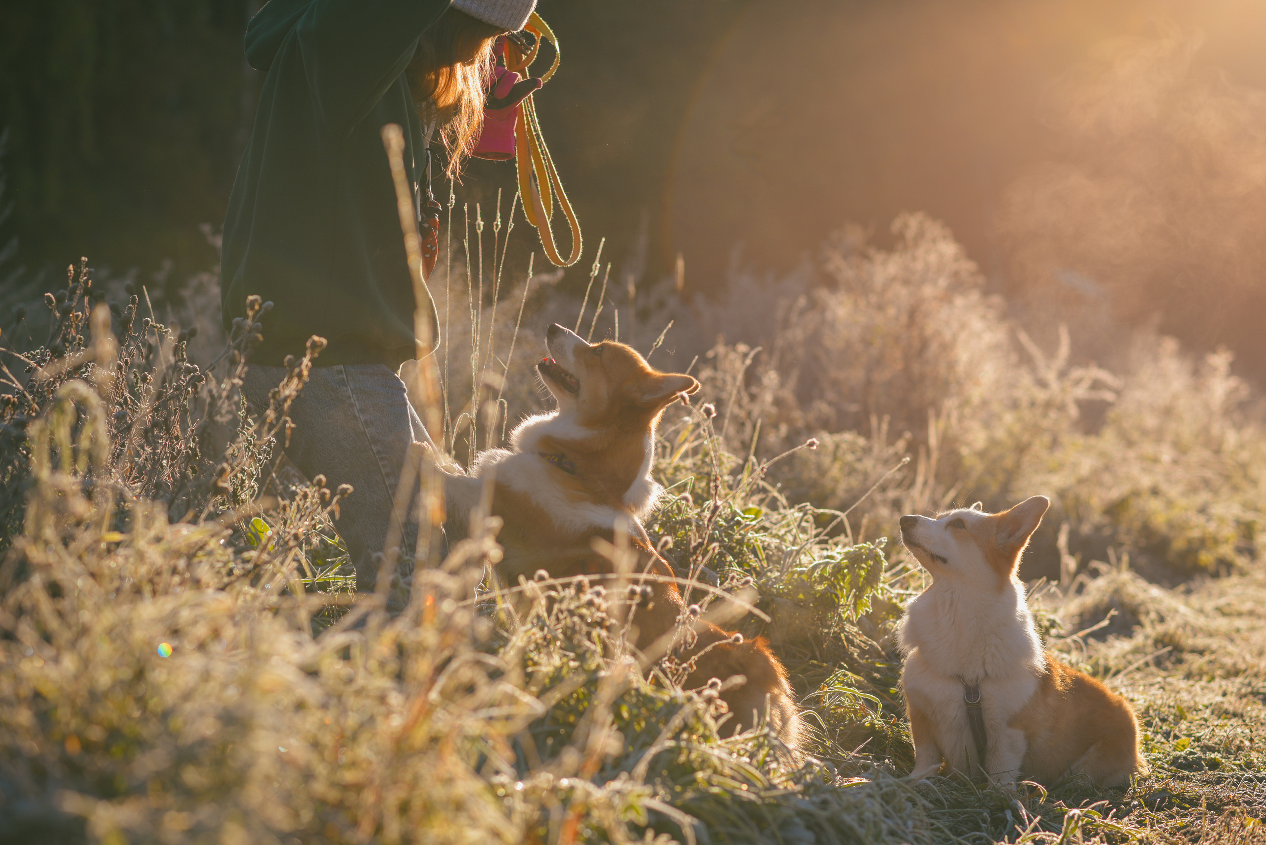 Фотосессия с питомцем в Москве. Свадебный фотограф в Москве Анна Полушина