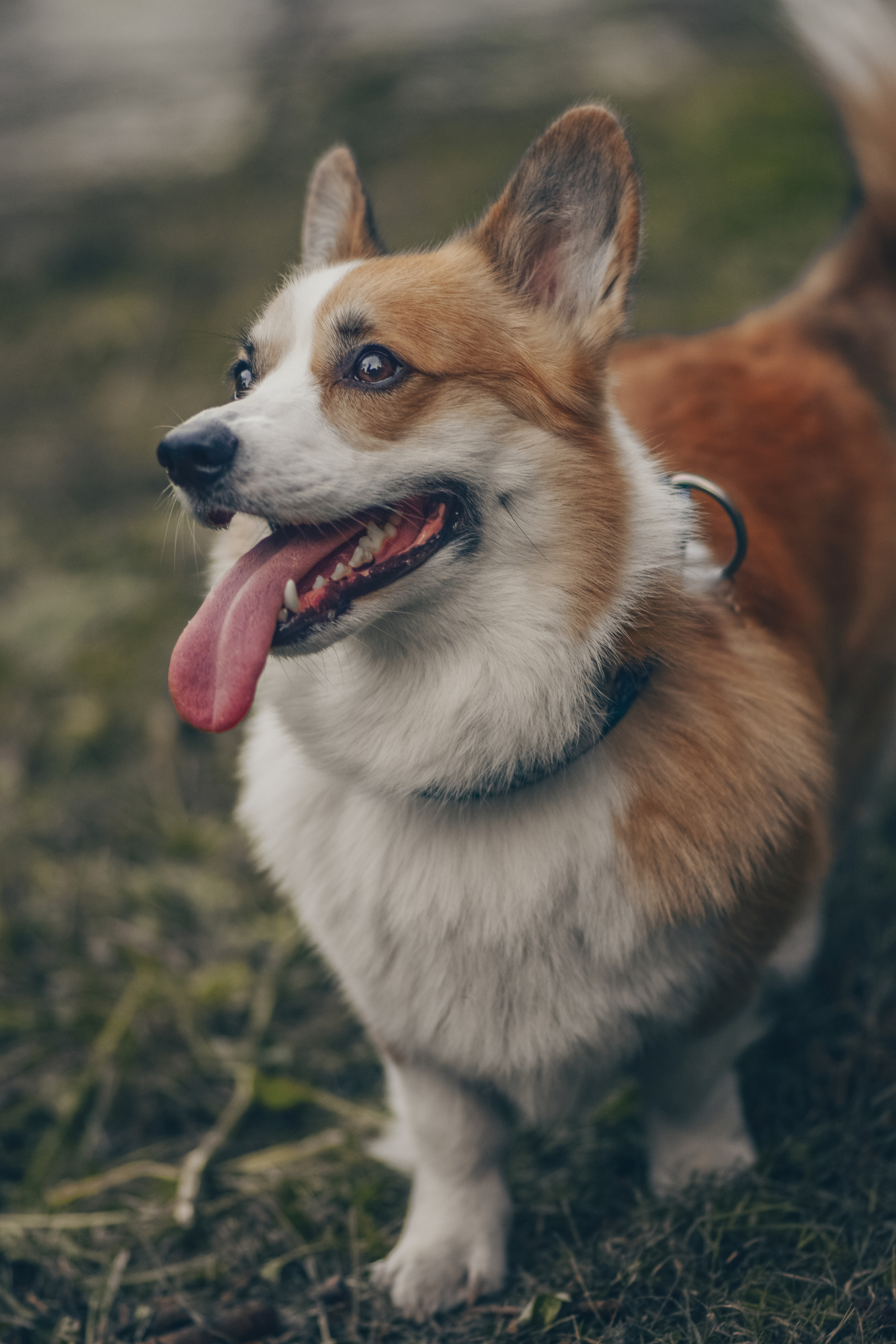 Алина и Ройс, парк на Яузе. Свадебный фотограф в Москве Анна Полушина